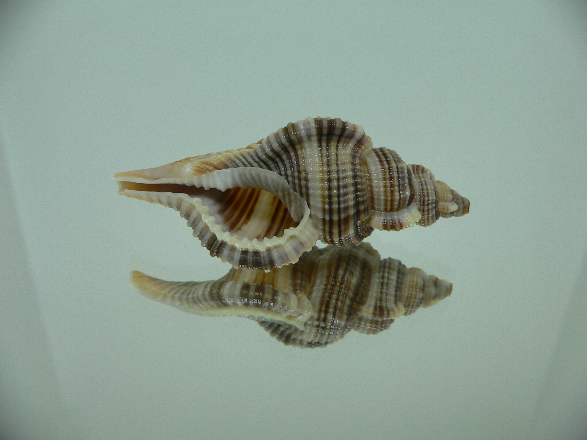 Reticutriton pfeifferianus