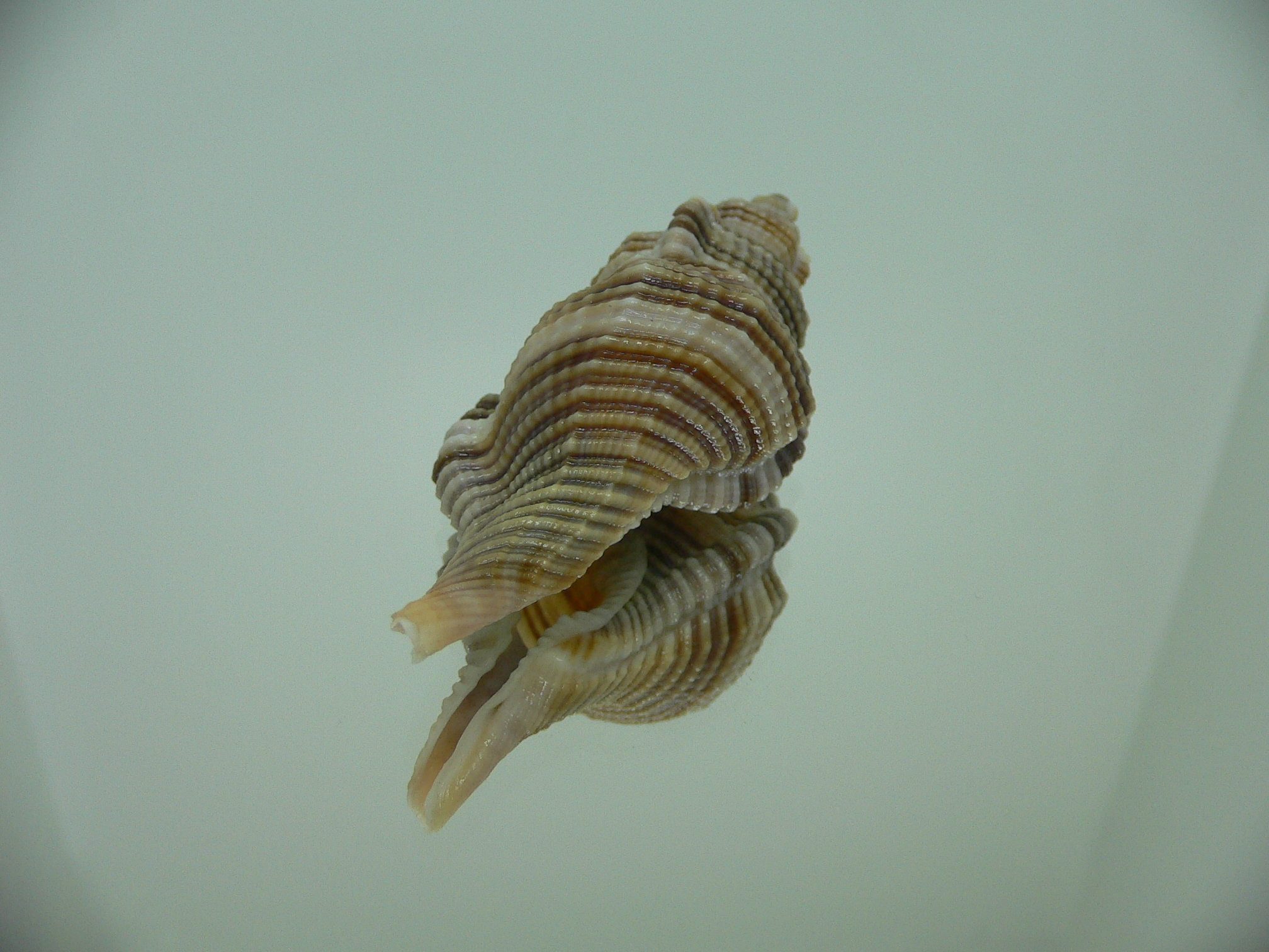 Reticutriton pfeifferianus