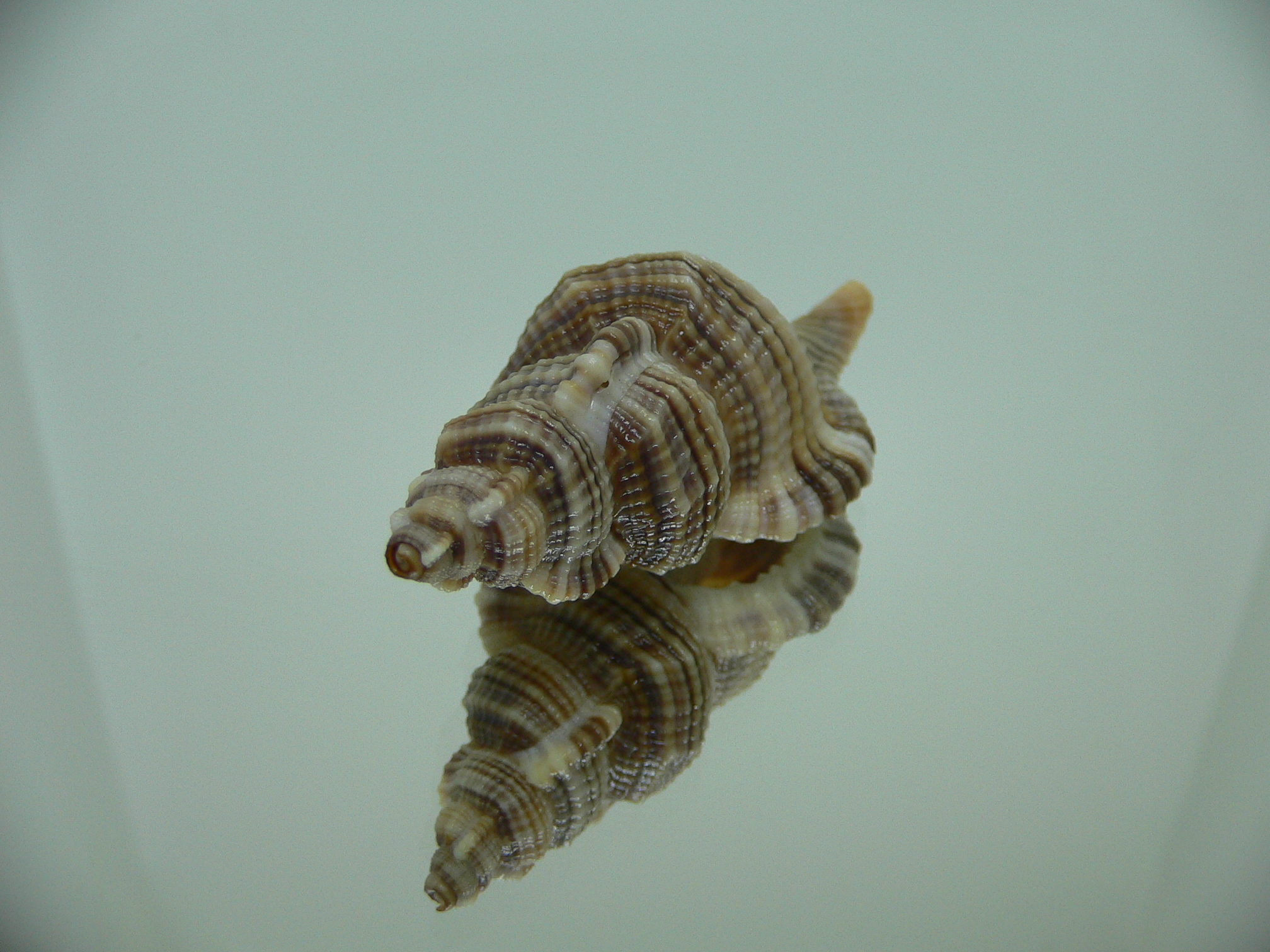 Reticutriton pfeifferianus