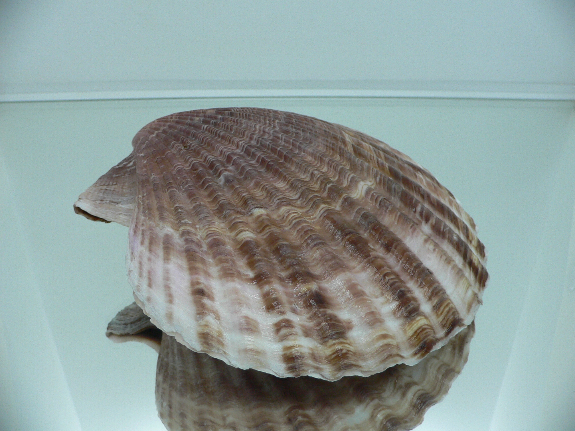 Mimachlamys townsendi BIG 407 gramm
