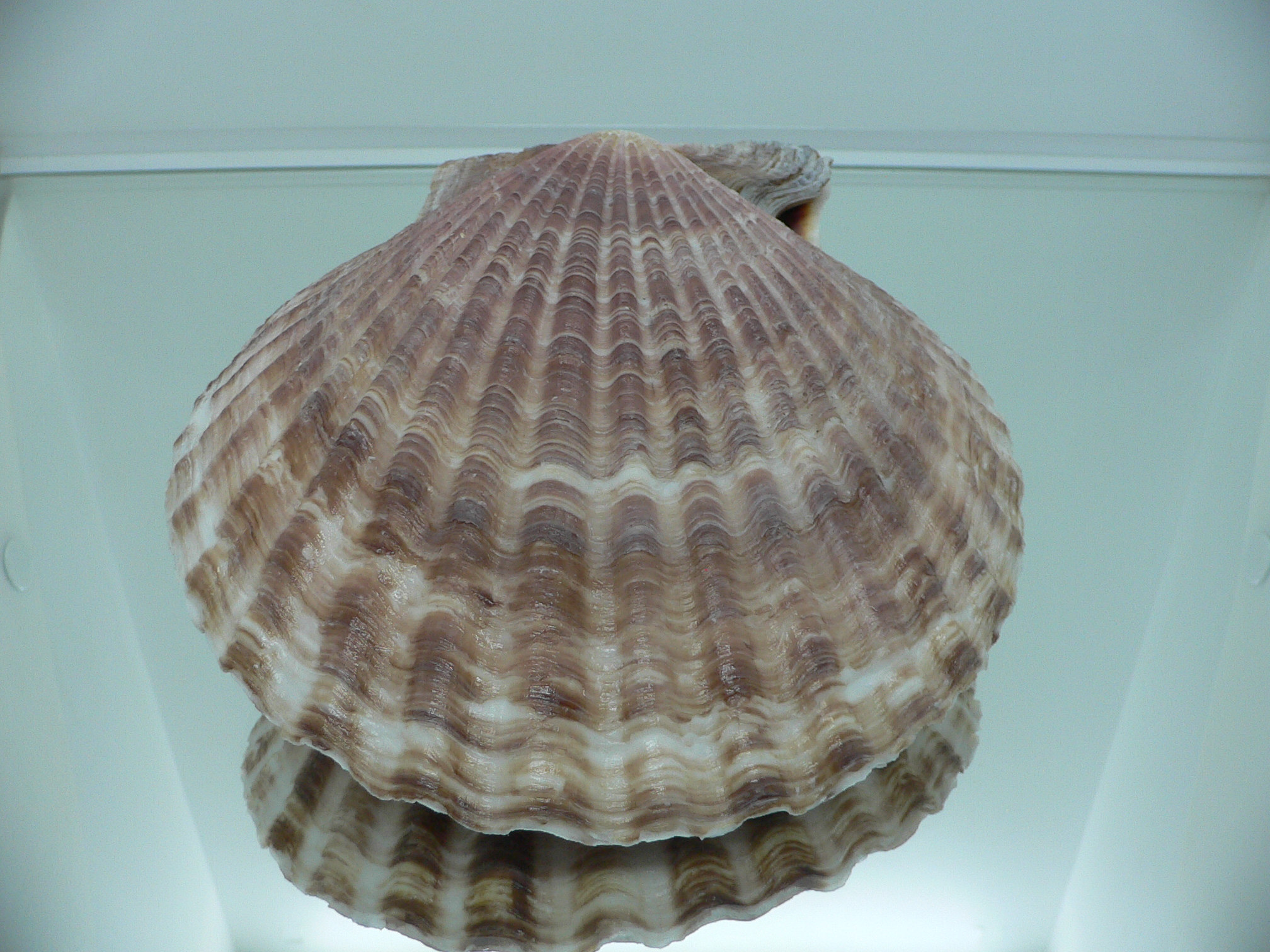 Mimachlamys townsendi BIG 407 gramm