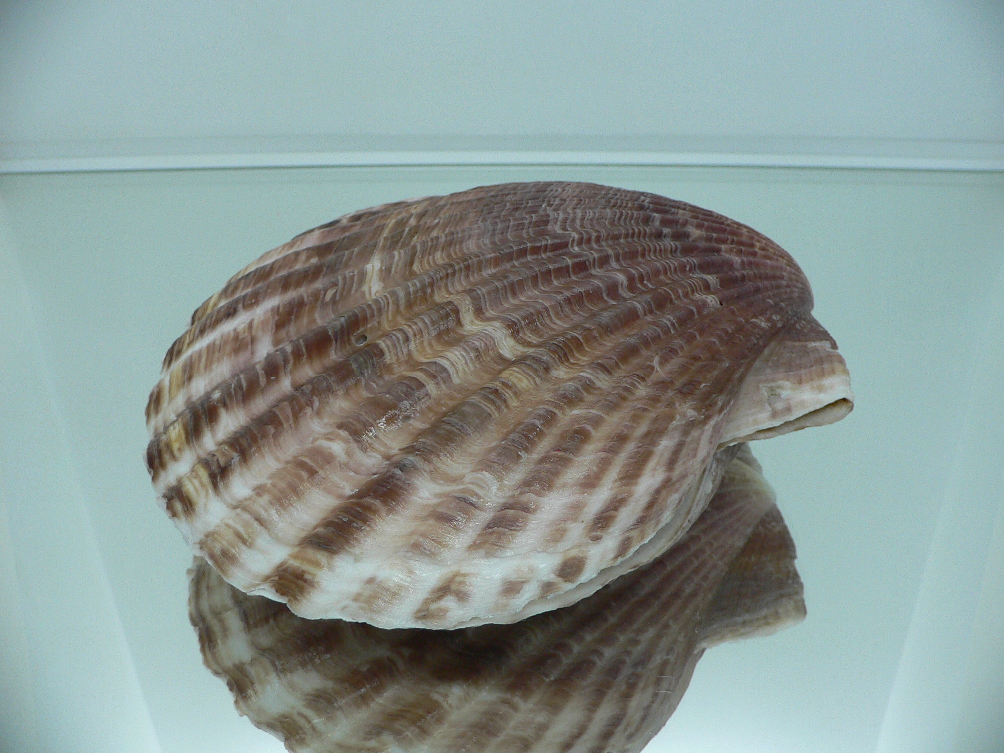 Mimachlamys townsendi BIG 407 gramm