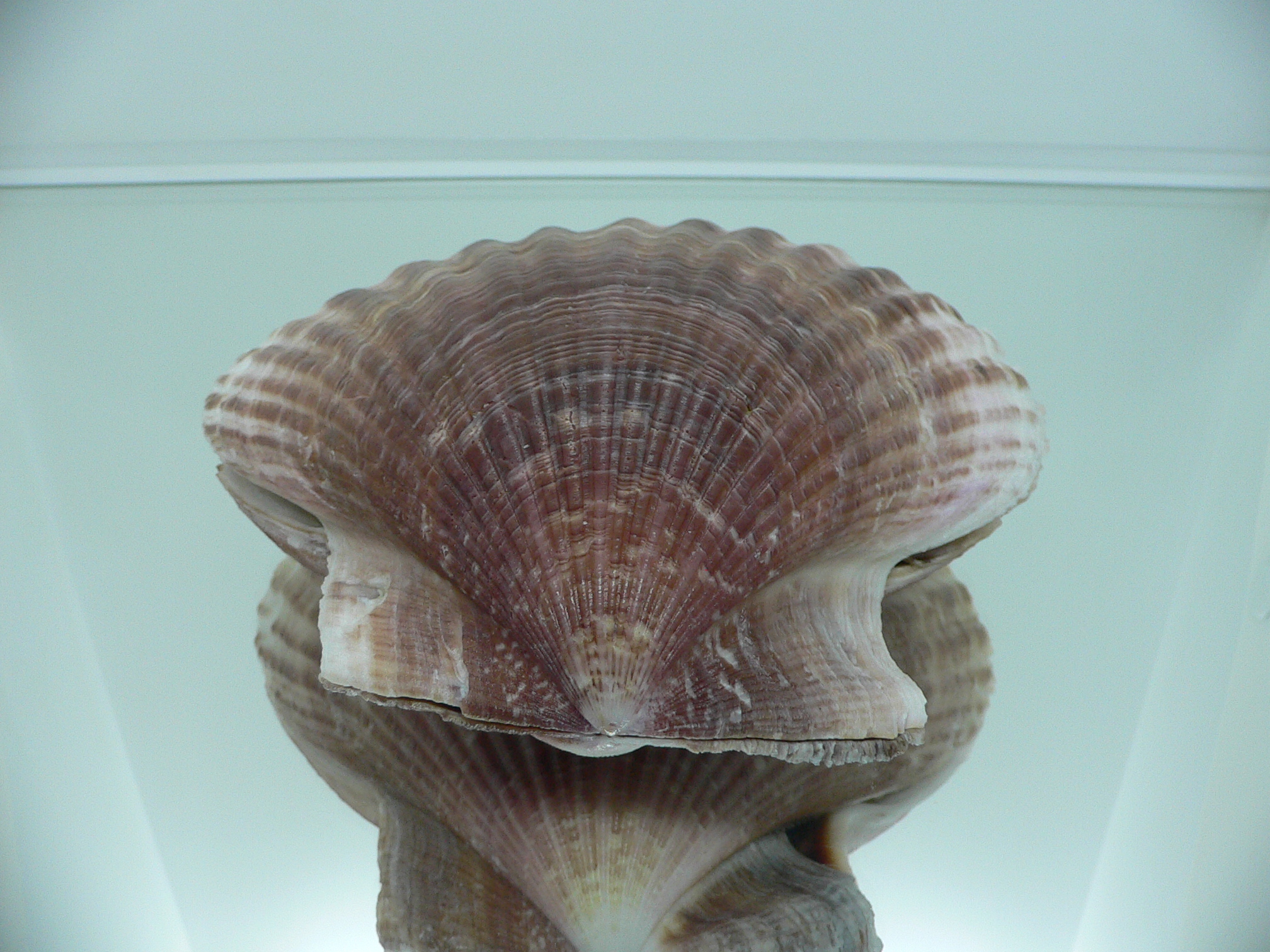 Mimachlamys townsendi BIG 407 gramm