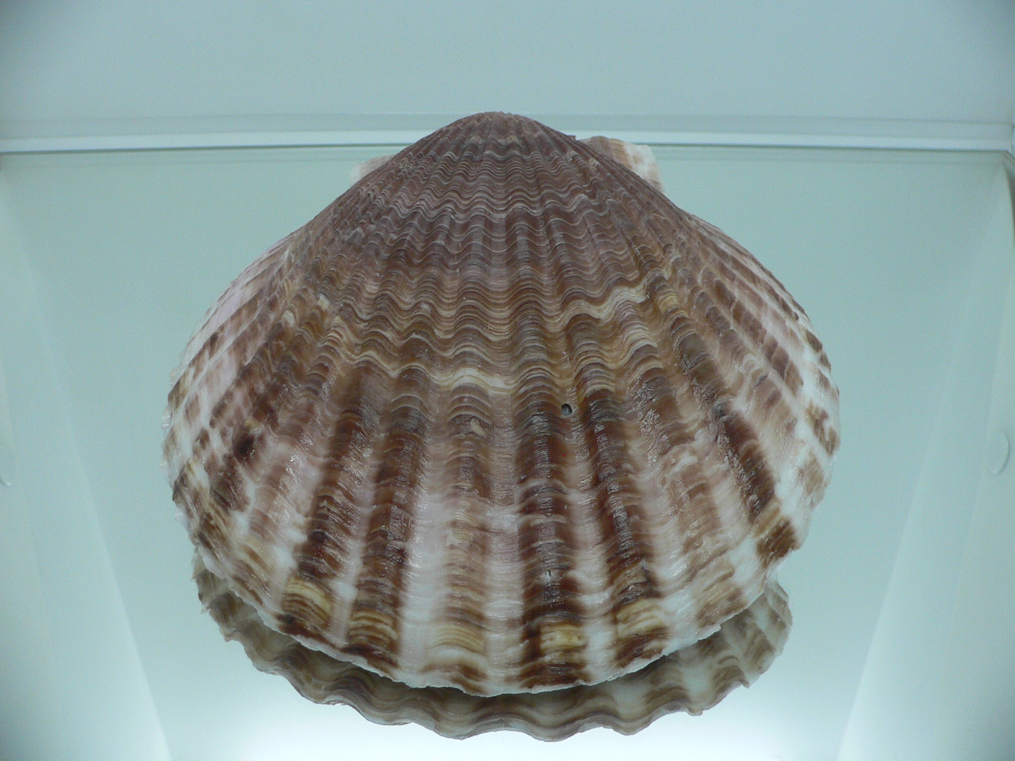 Mimachlamys townsendi BIG 407 gramm