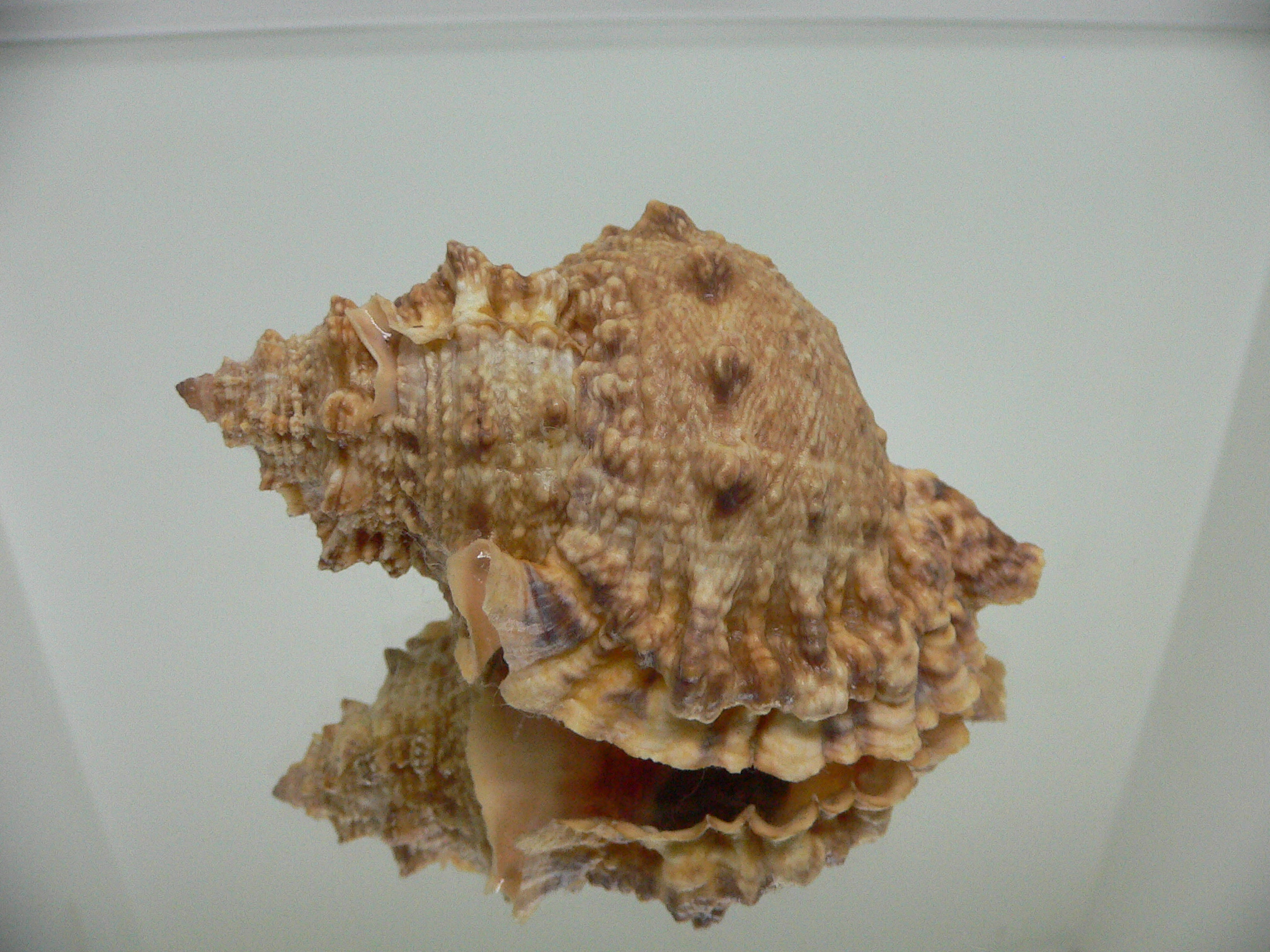 Tutufa bufo INDIAN FORM