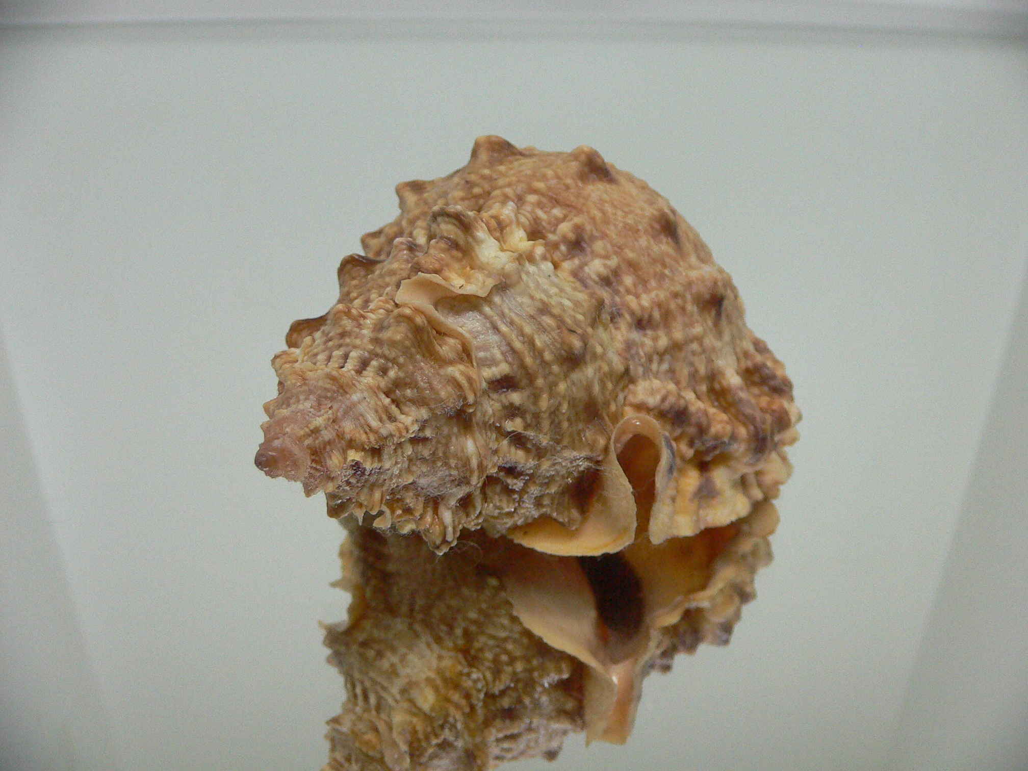 Tutufa bufo INDIAN FORM
