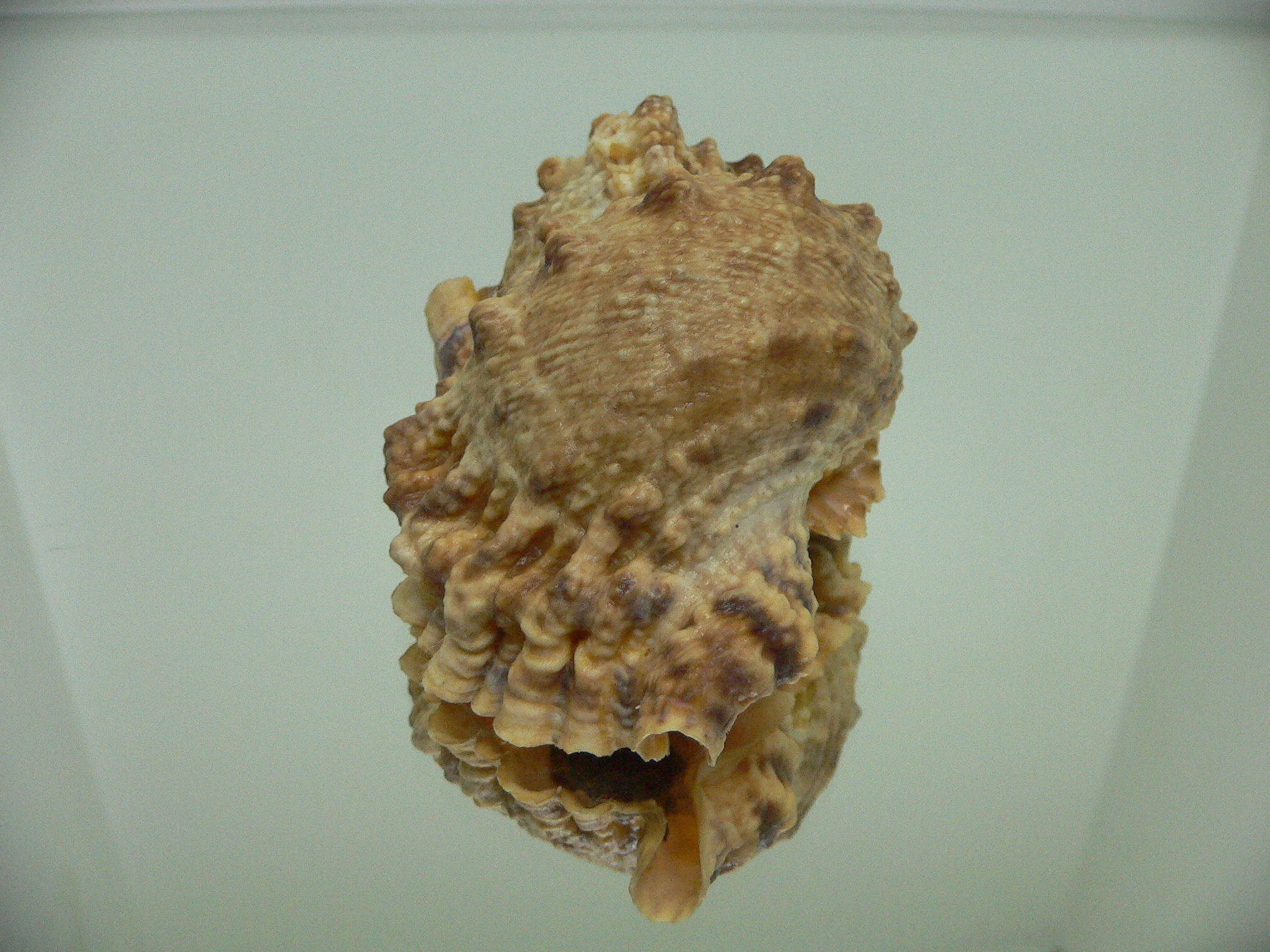 Tutufa bufo INDIAN FORM
