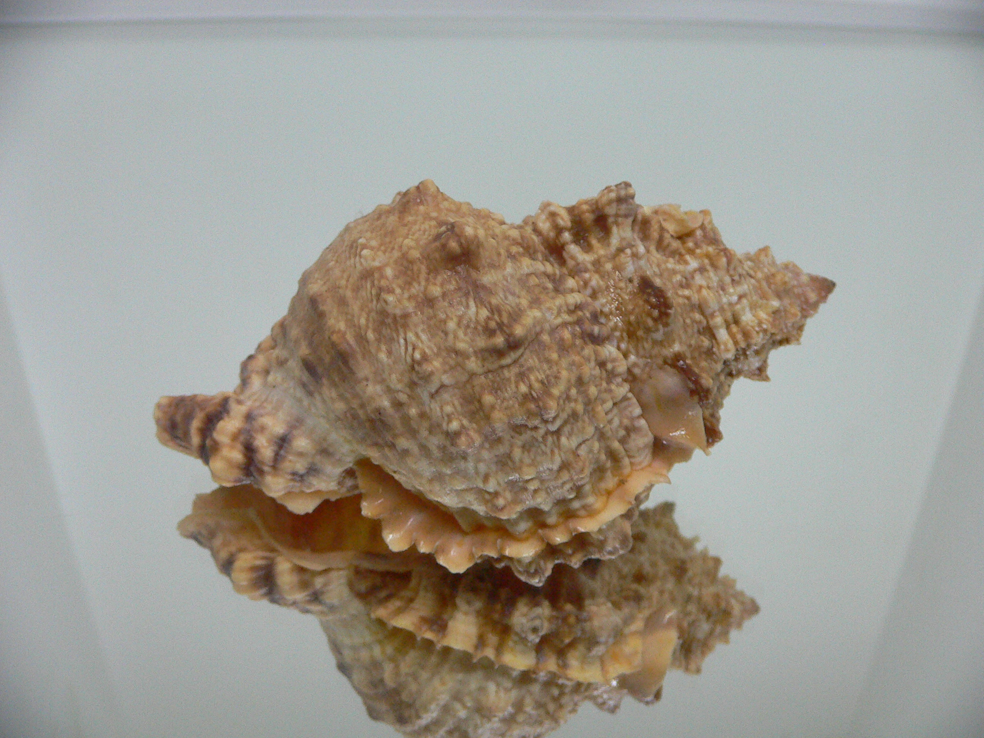 Tutufa bufo INDIAN FORM