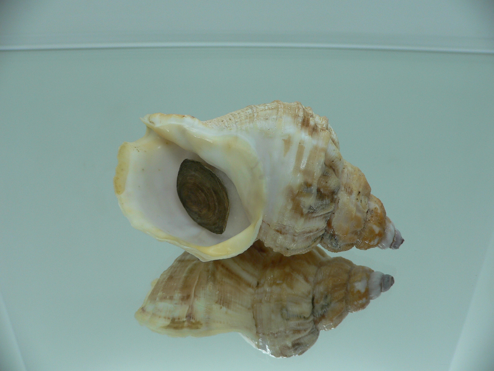 Buccinum verkruzeni FREAK