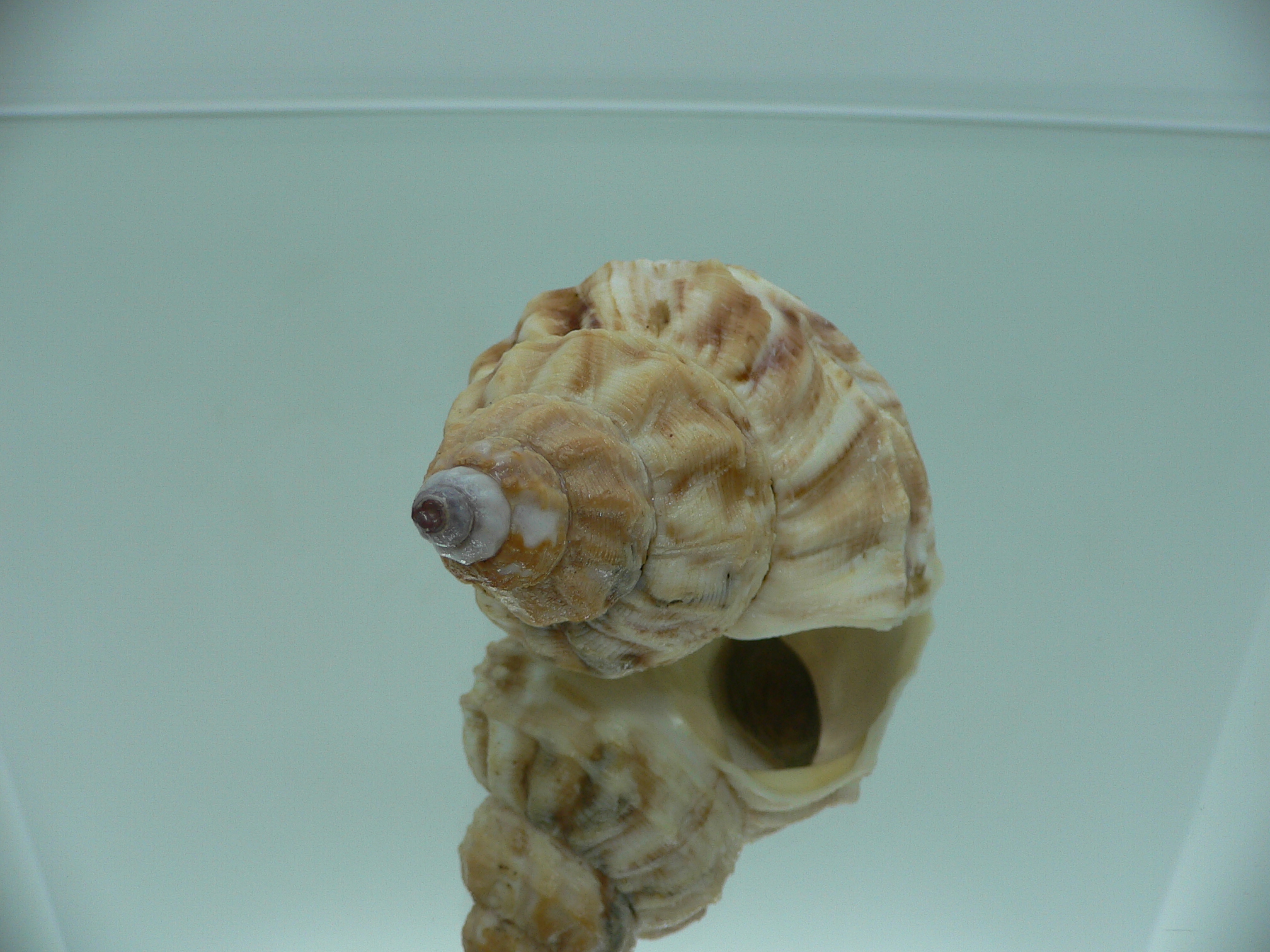 Buccinum verkruzeni FREAK