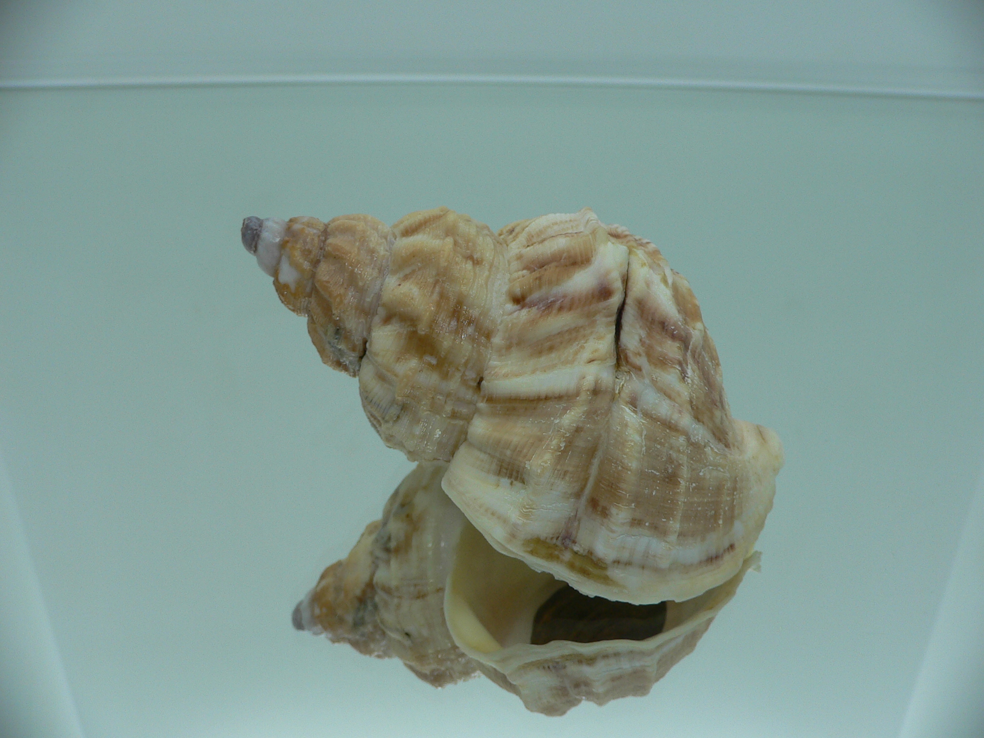 Buccinum verkruzeni FREAK