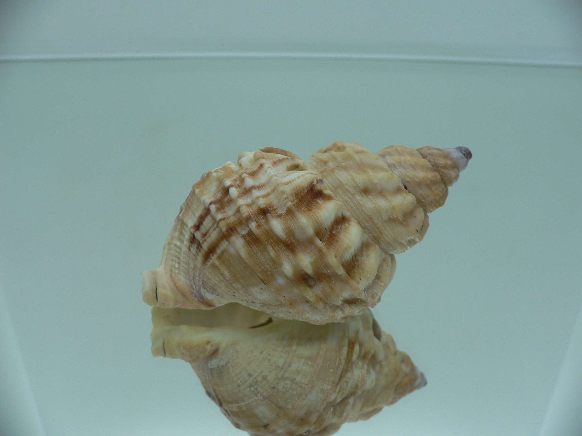 Buccinum verkruzeni FREAK