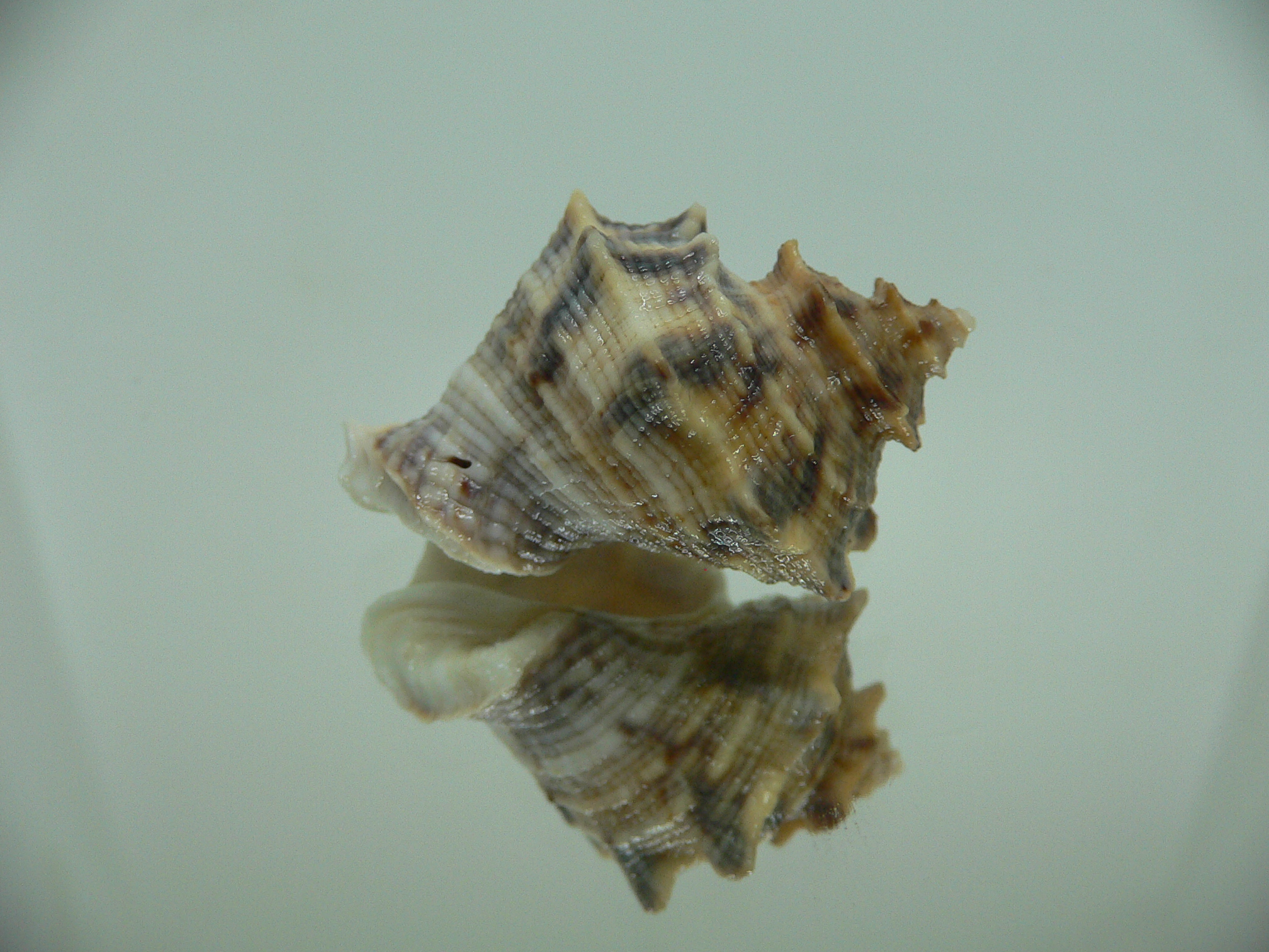 Indothais lacera CROWN