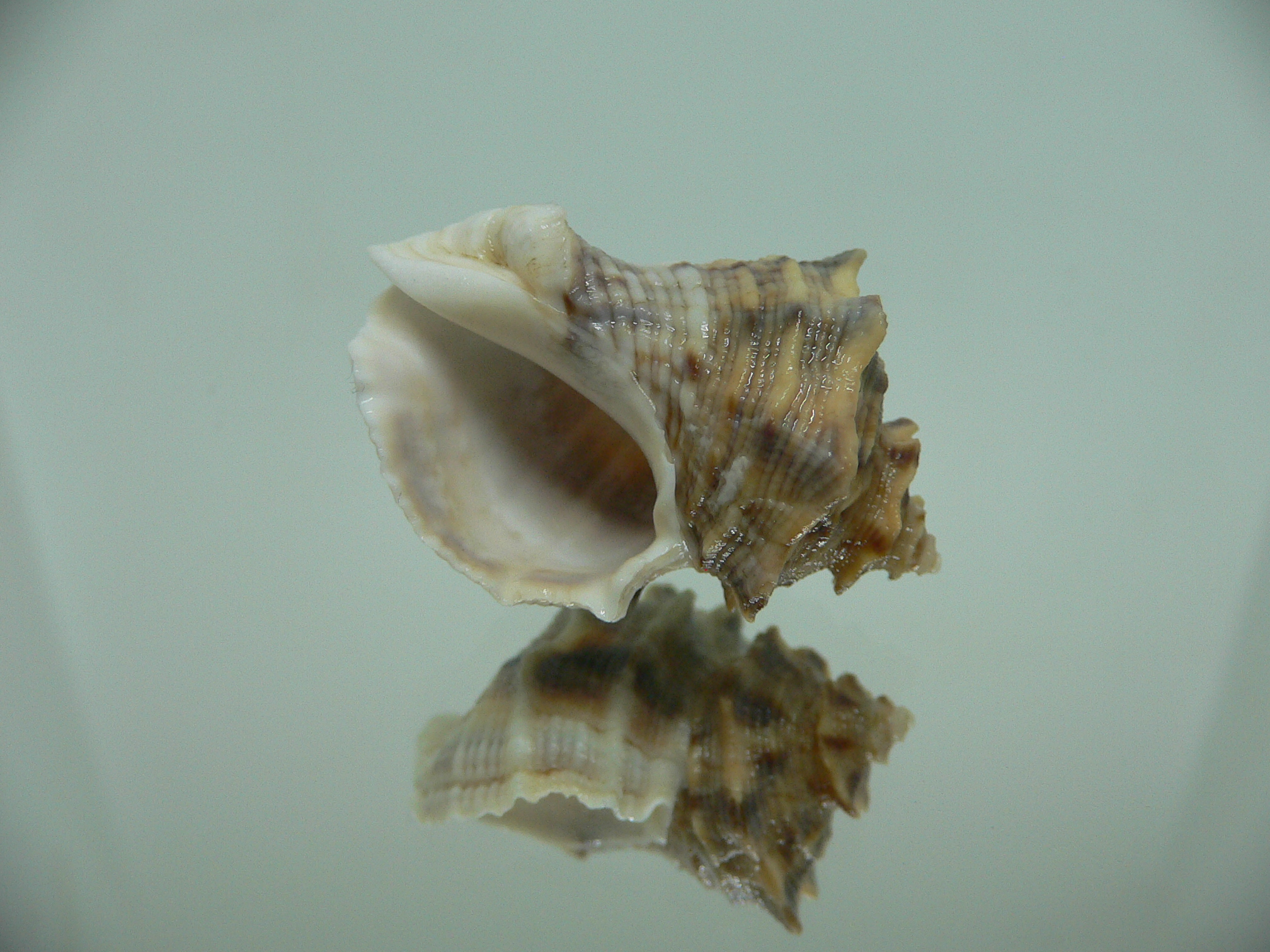 Indothais lacera CROWN