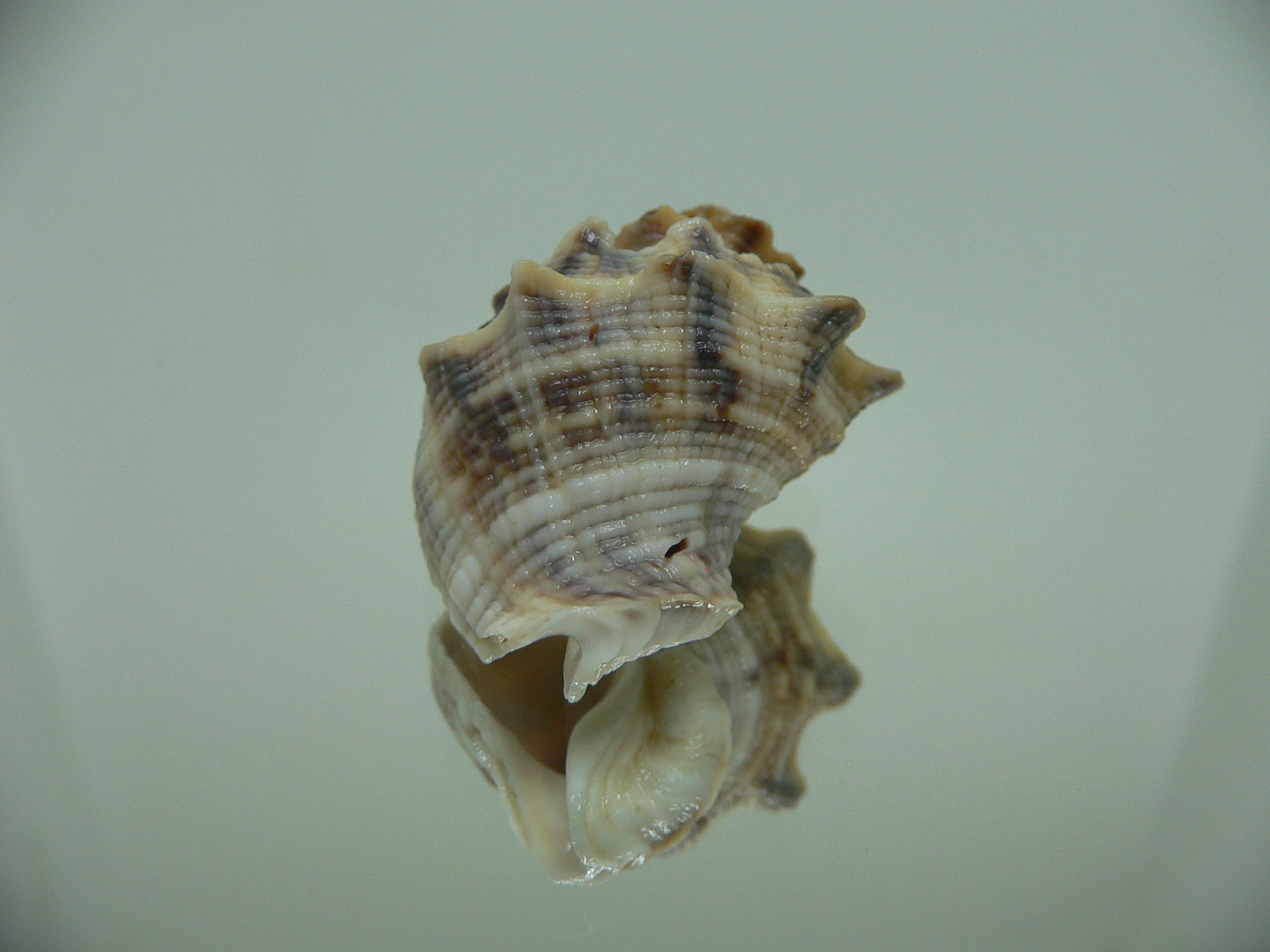 Indothais lacera CROWN