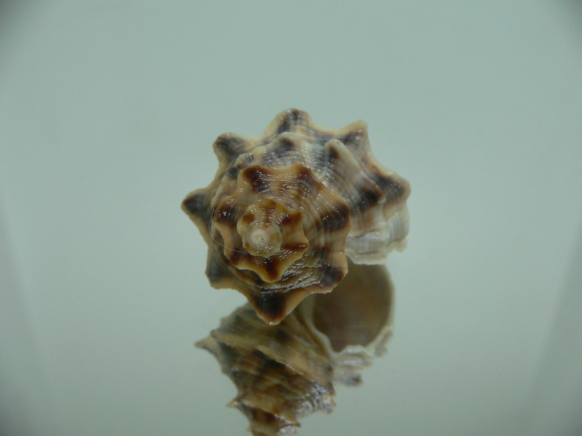 Indothais lacera CROWN