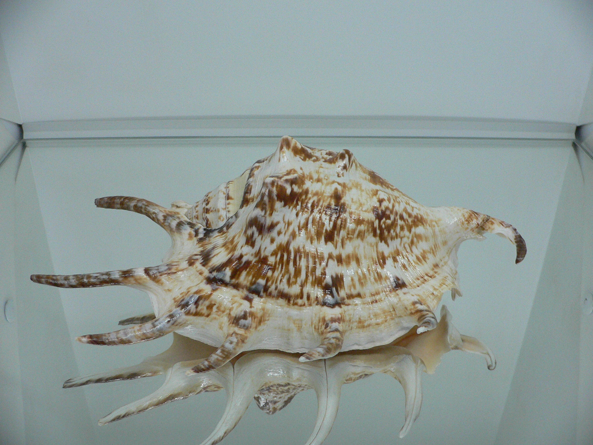 Lambis lambis BIG & BEAUTIFUL