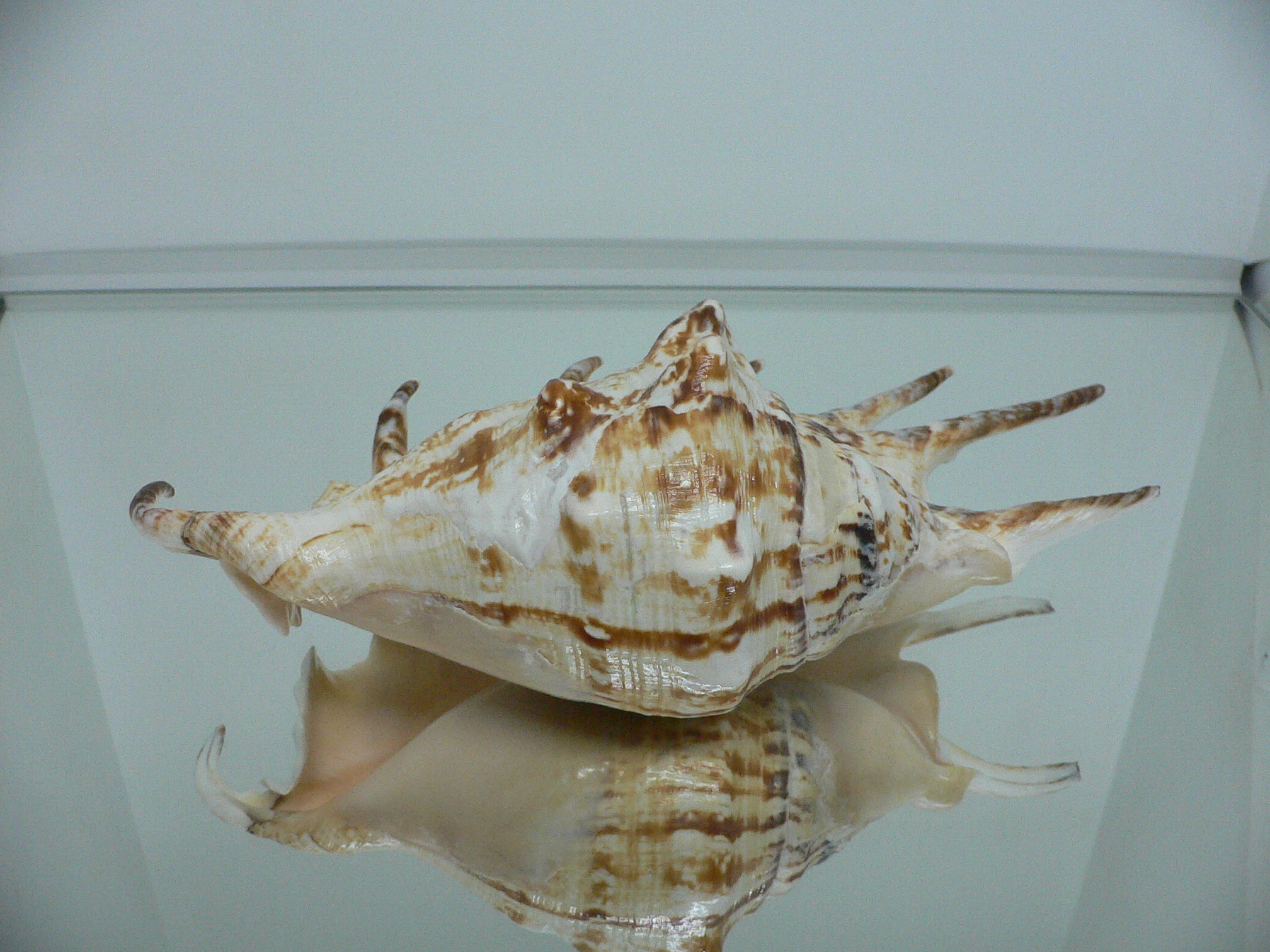 Lambis lambis BIG & BEAUTIFUL