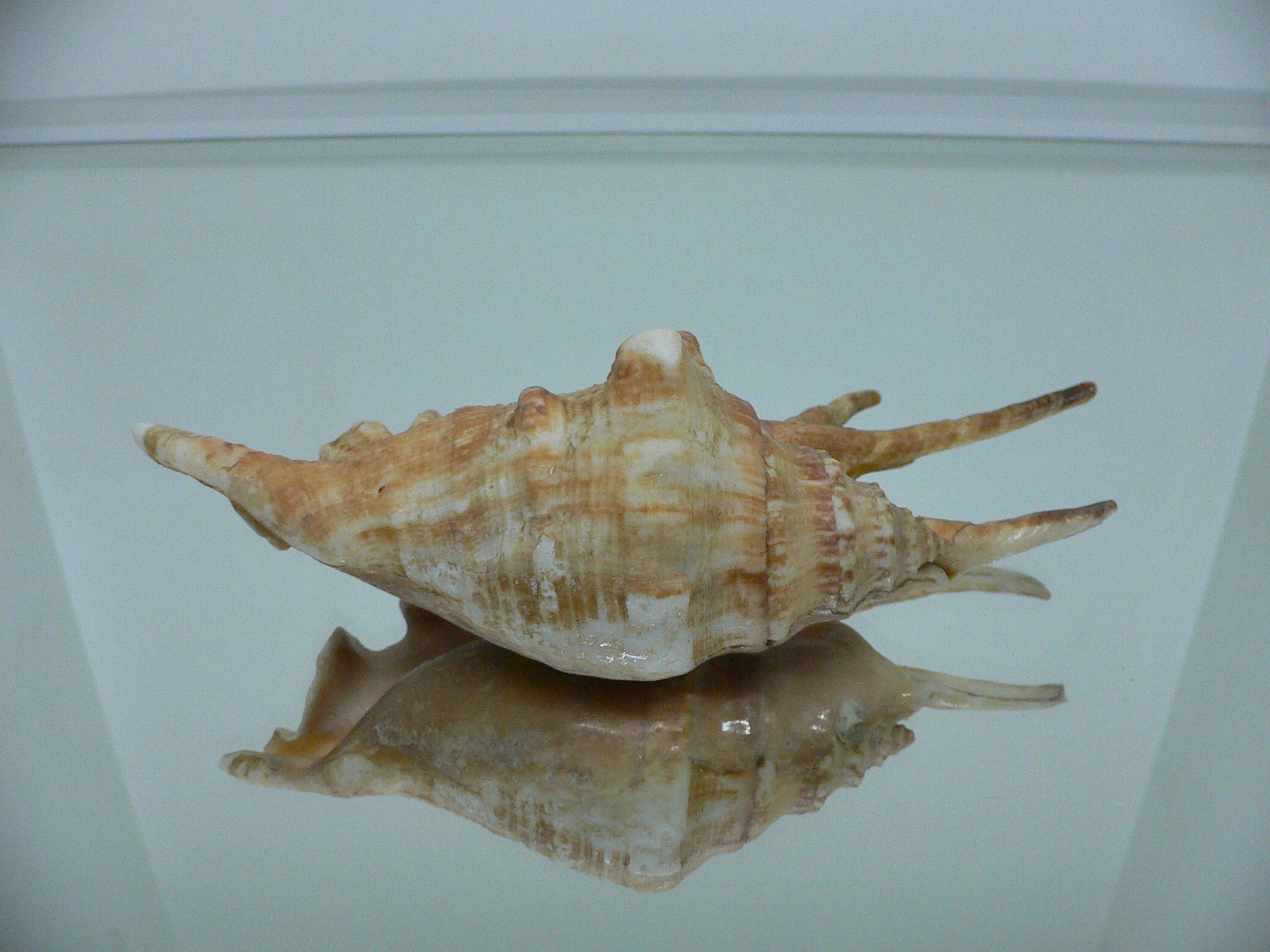 Lambis lambis (Периостракум)