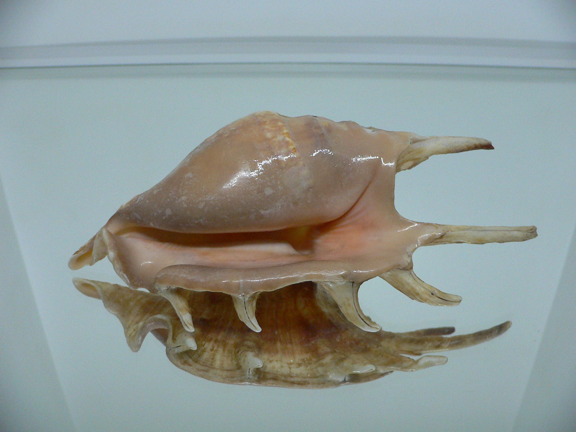 Lambis lambis (Периостракум)