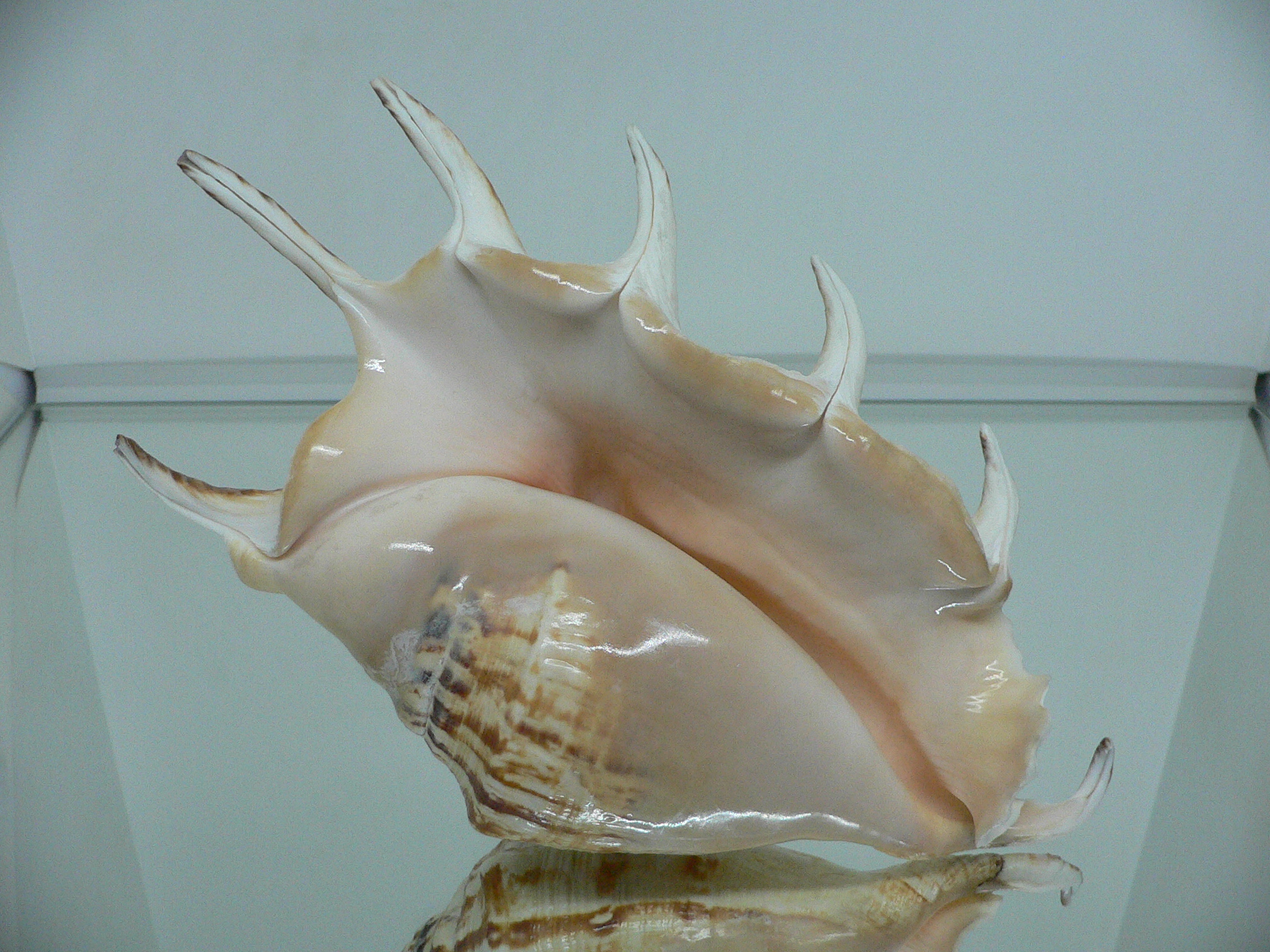 Lambis lambis BIG & BEAUTIFUL