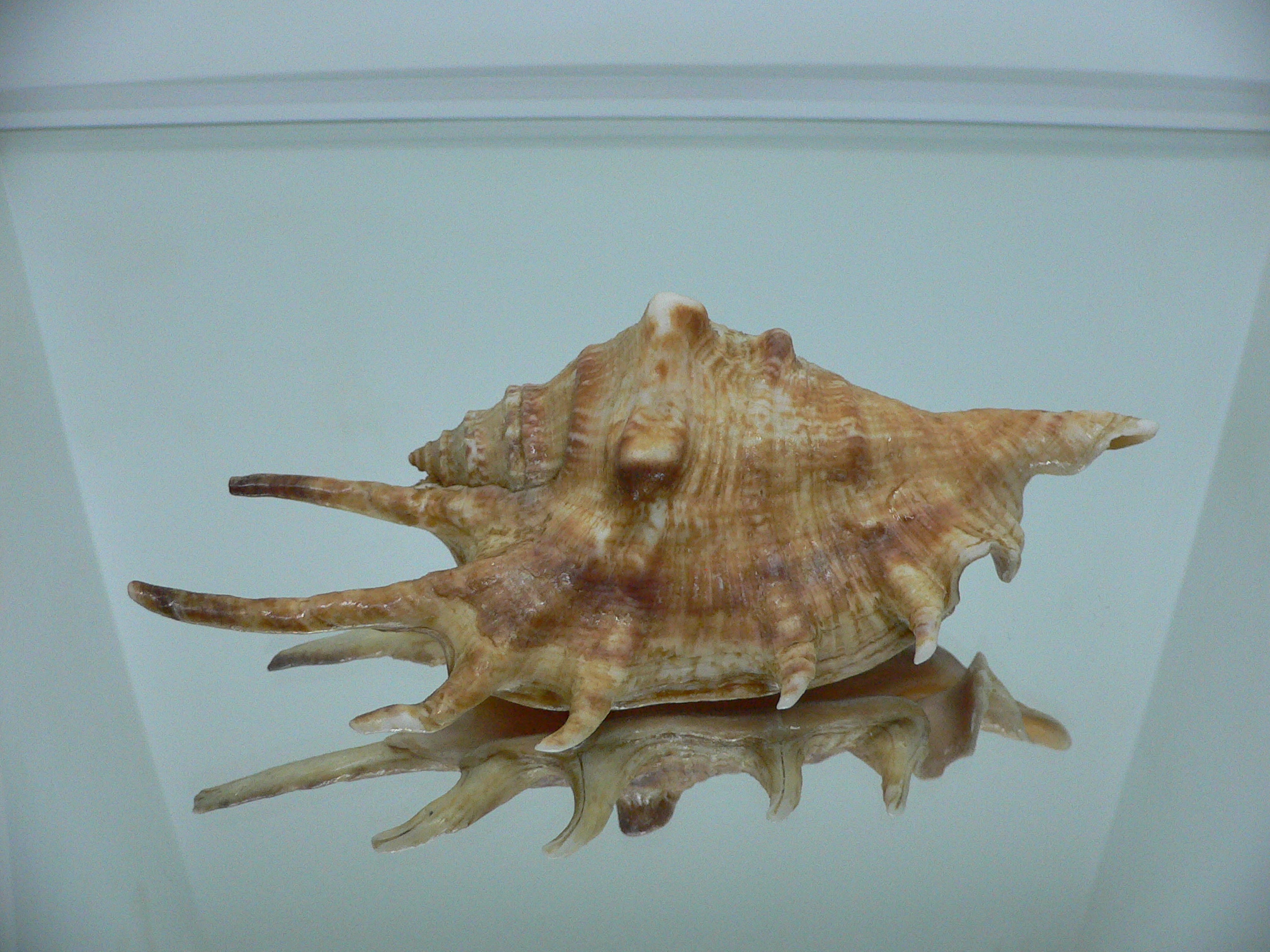 Lambis lambis (Периостракум)