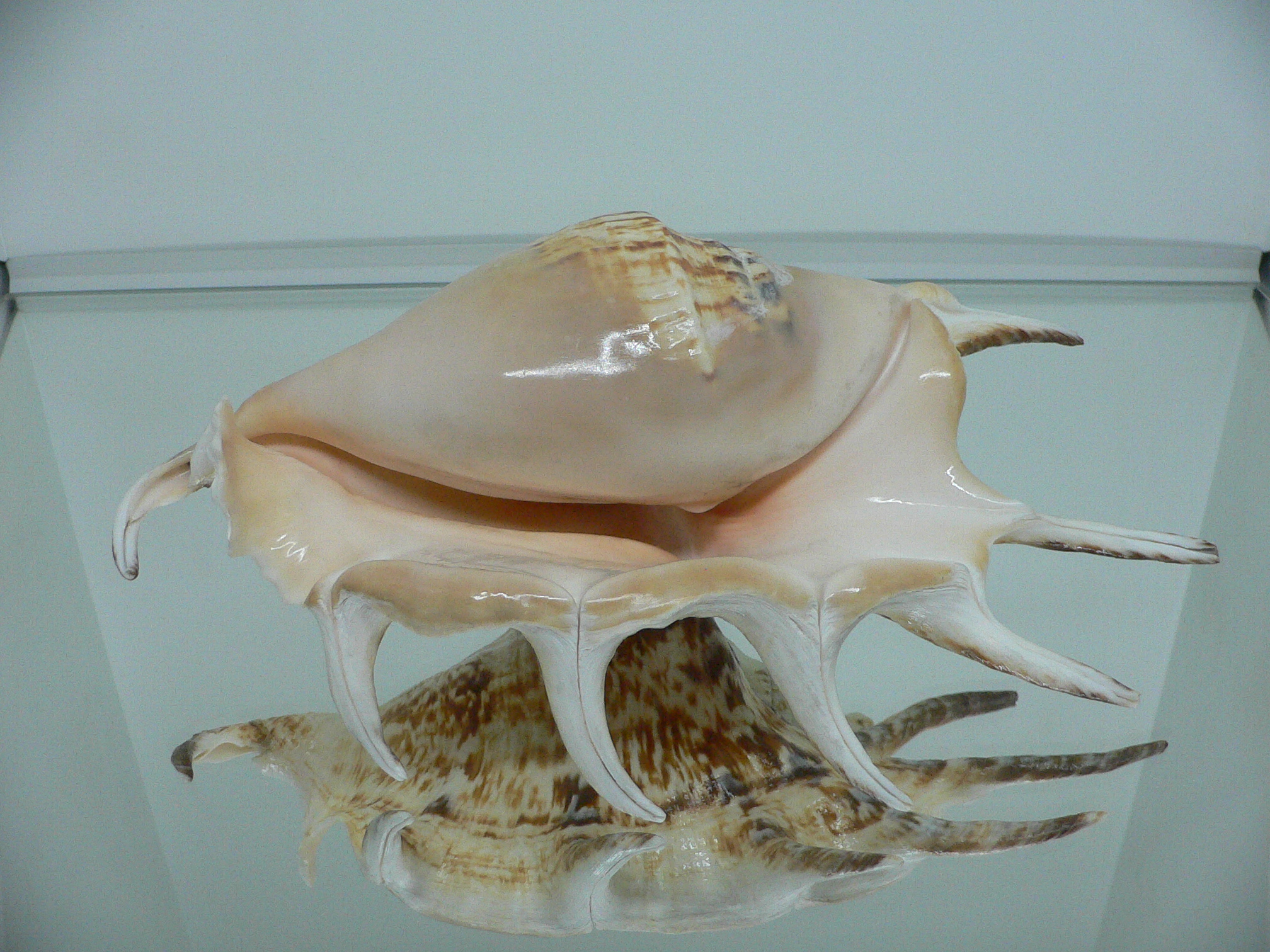 Lambis lambis BIG & BEAUTIFUL