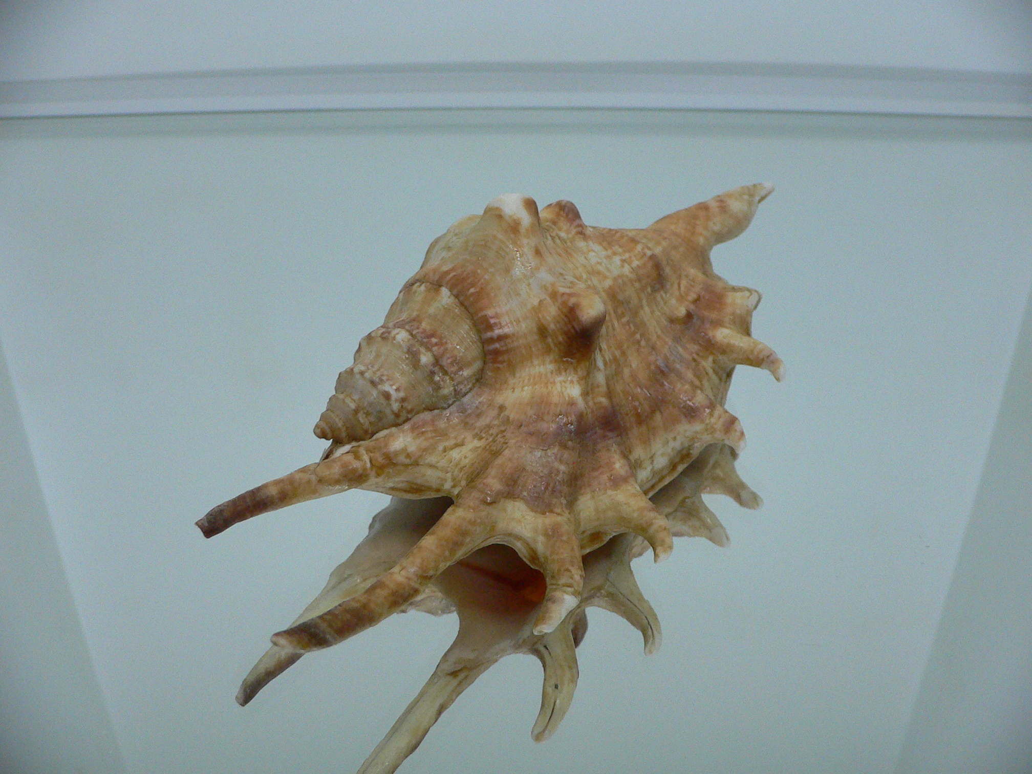 Lambis lambis (Периостракум)