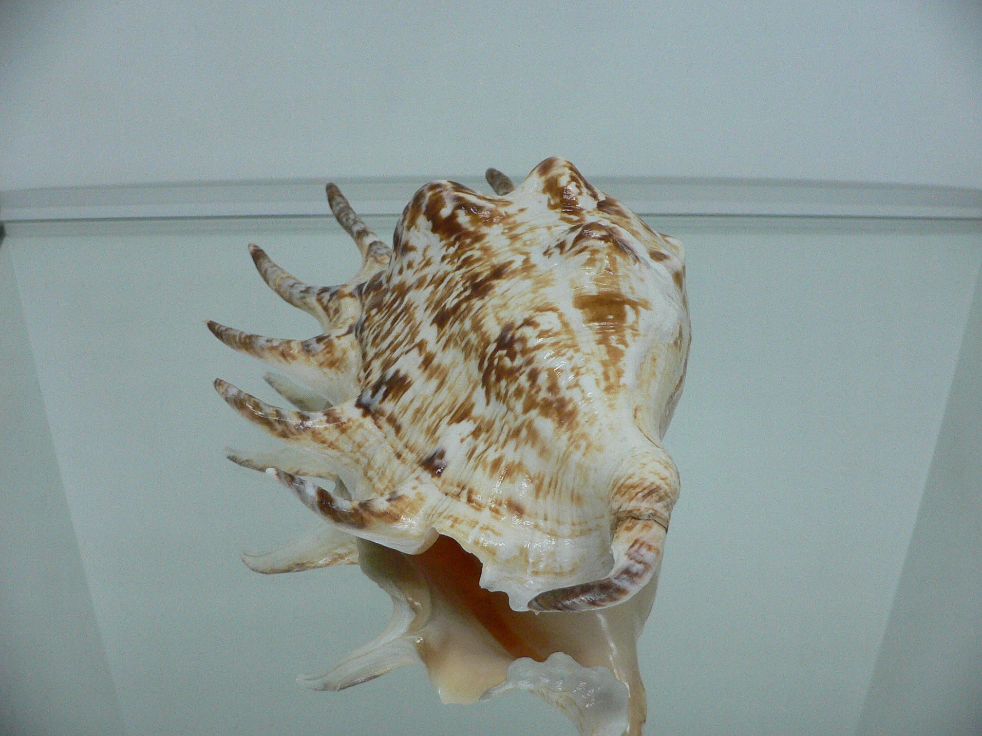 Lambis lambis BIG & BEAUTIFUL