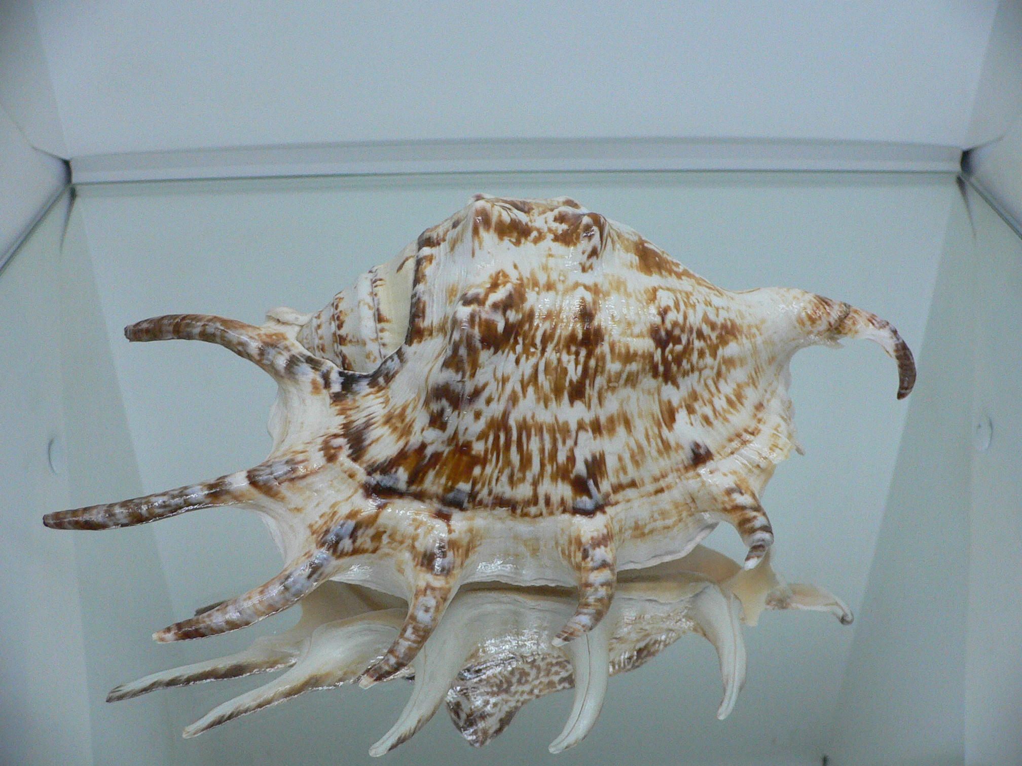 Lambis lambis BIG & BEAUTIFUL