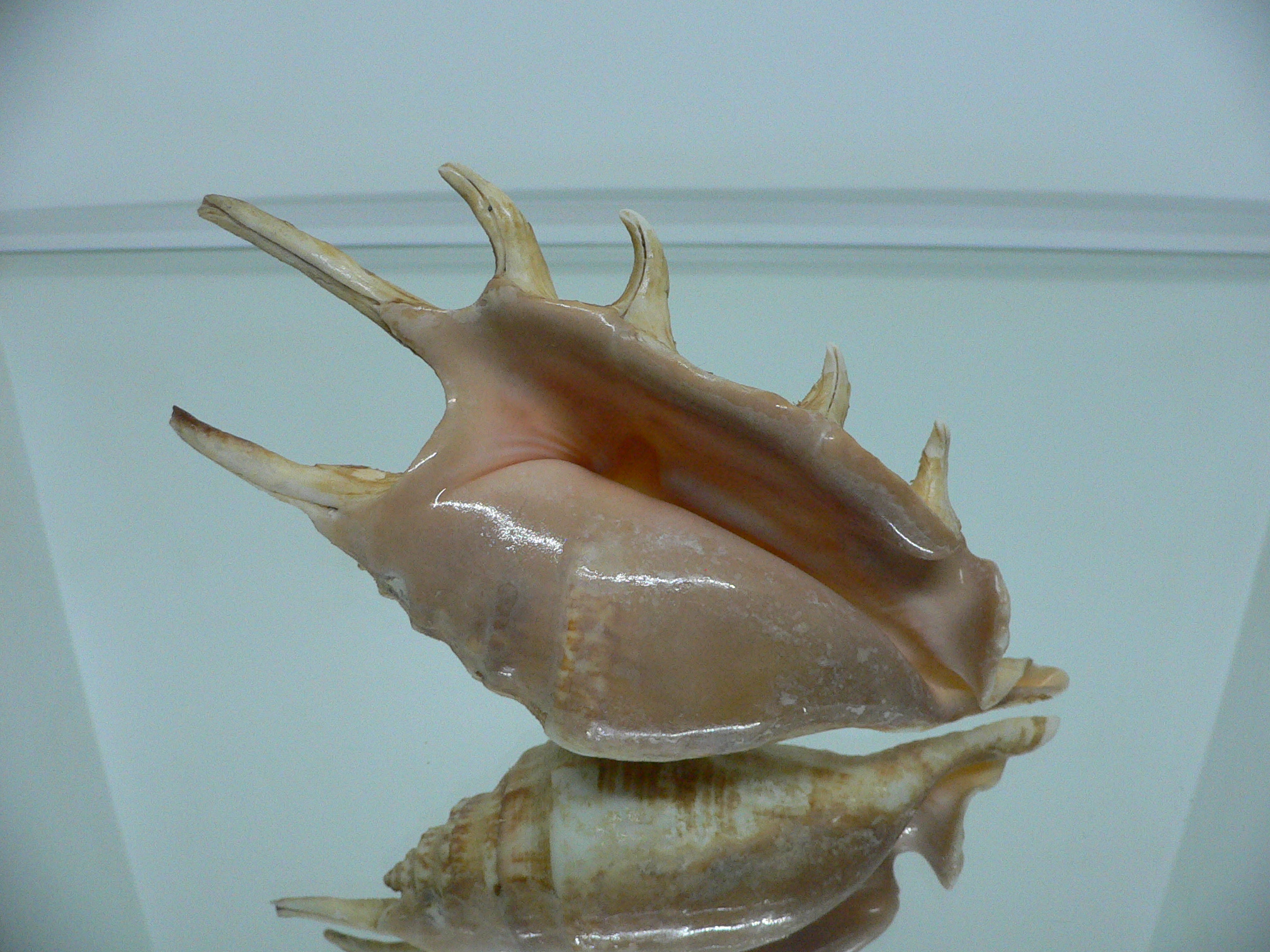 Lambis lambis (Периостракум)