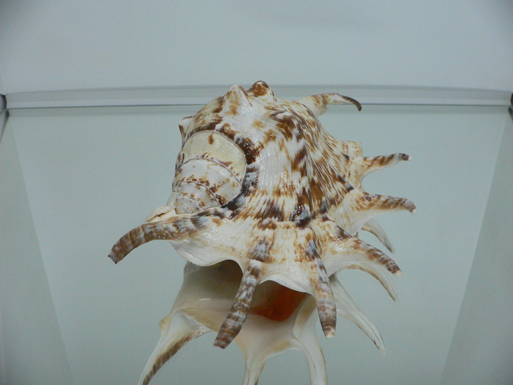 Lambis lambis BIG & BEAUTIFUL