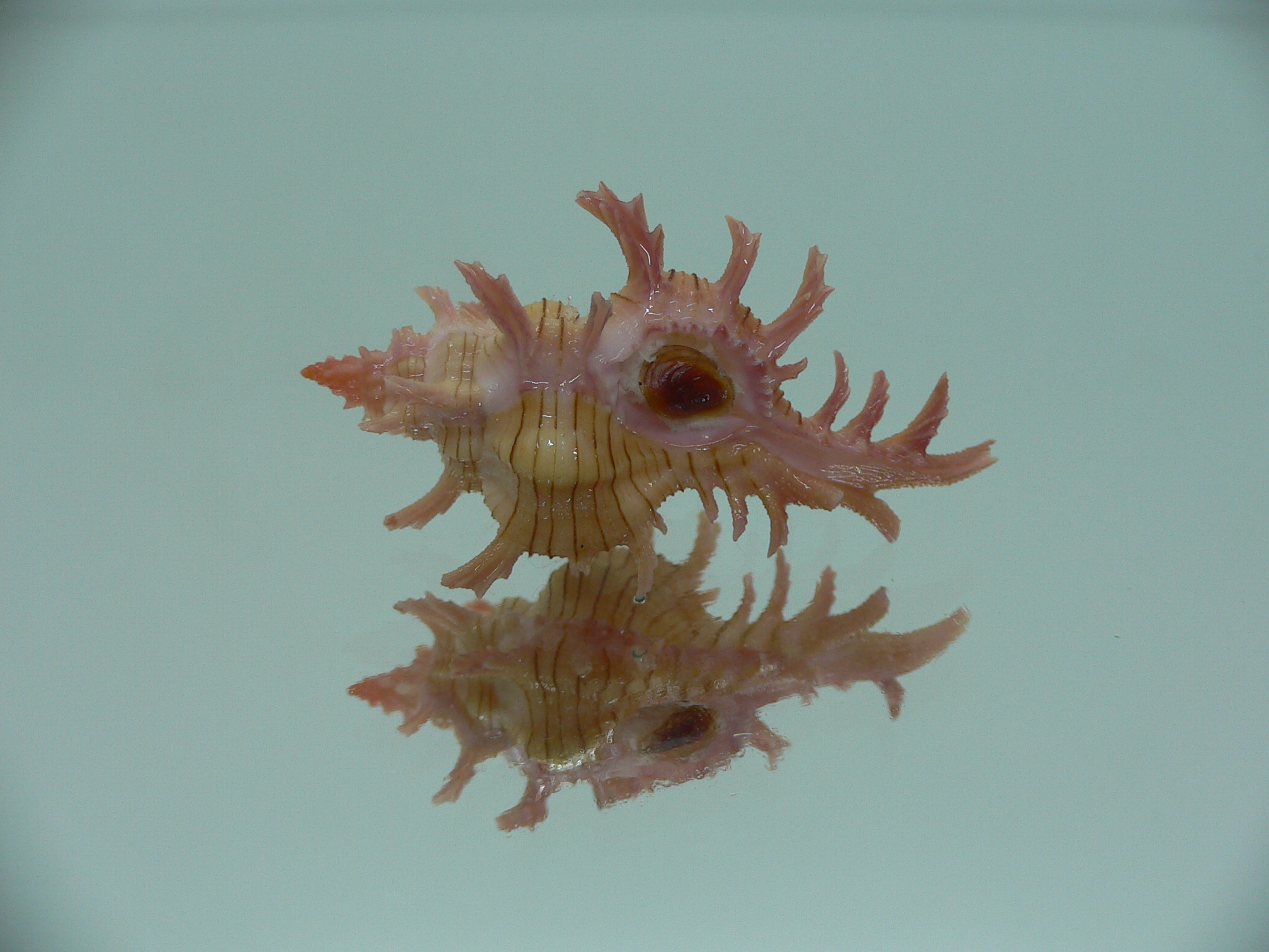 Chicoreus aculeatus COLORS