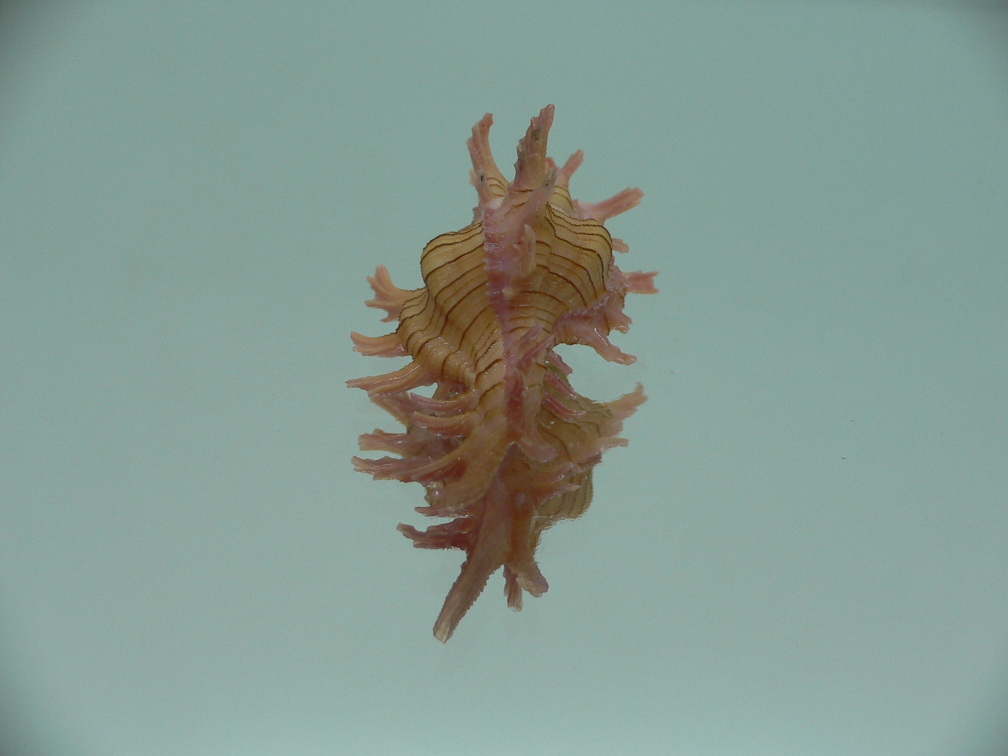 Chicoreus aculeatus COLORS