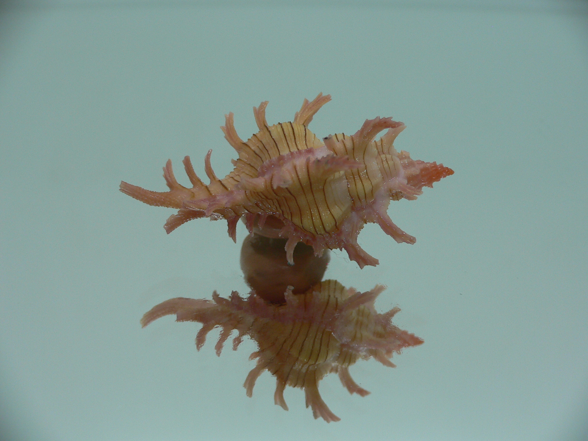 Chicoreus aculeatus COLORS