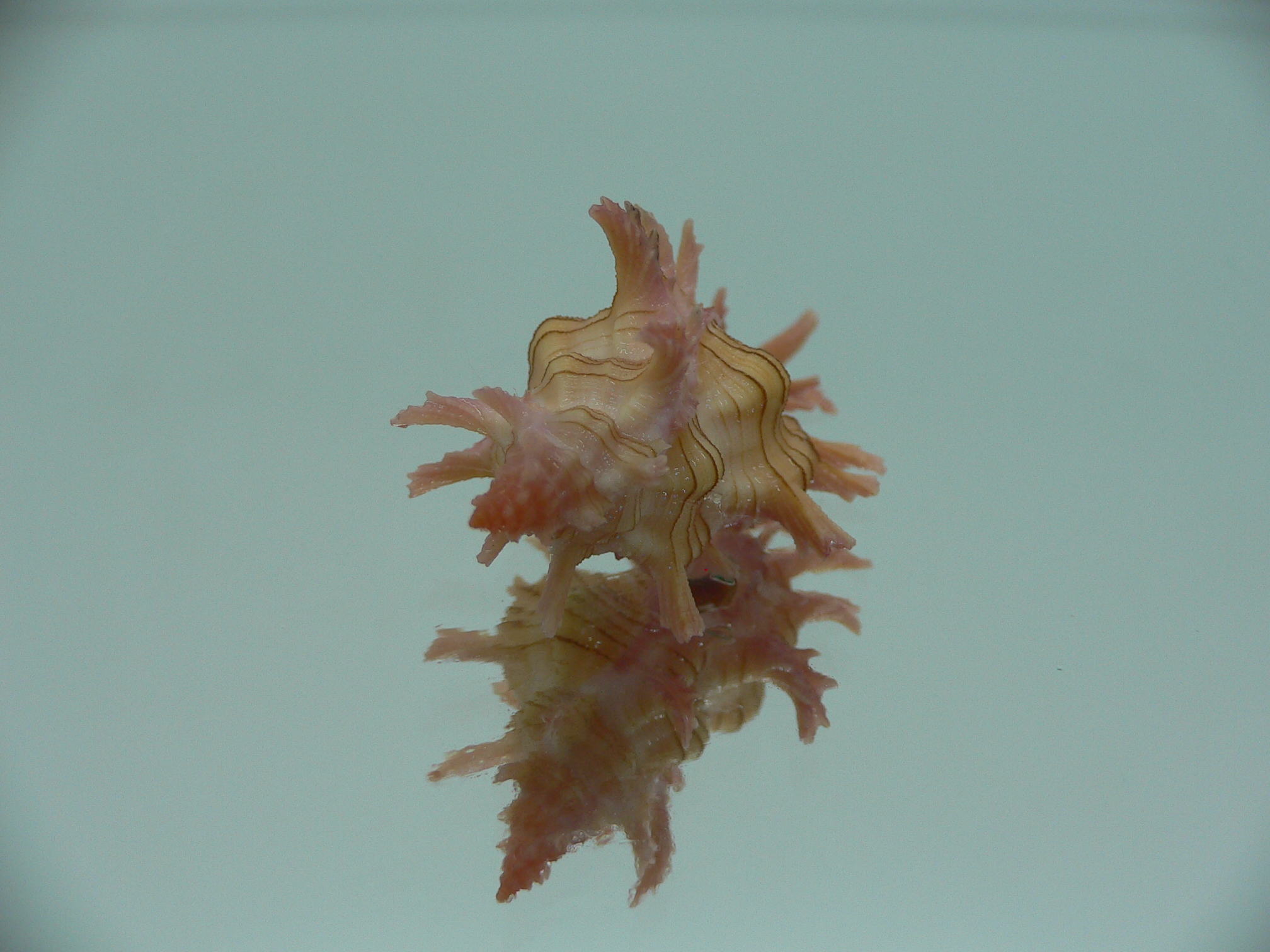 Chicoreus aculeatus COLORS