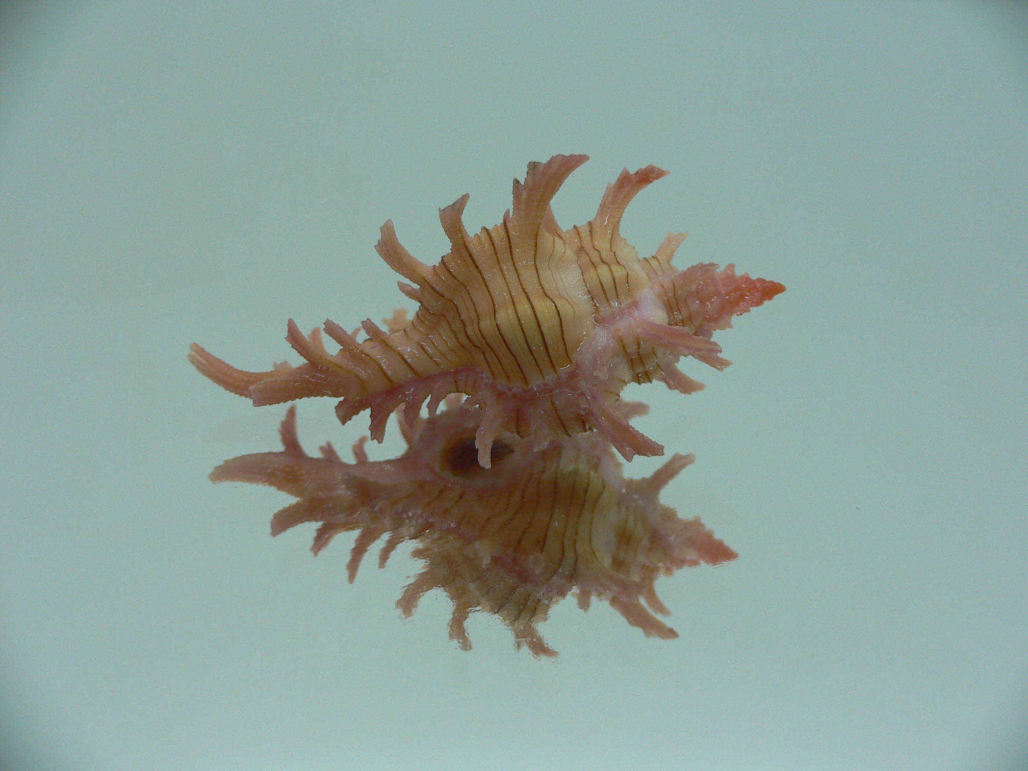 Chicoreus aculeatus COLORS