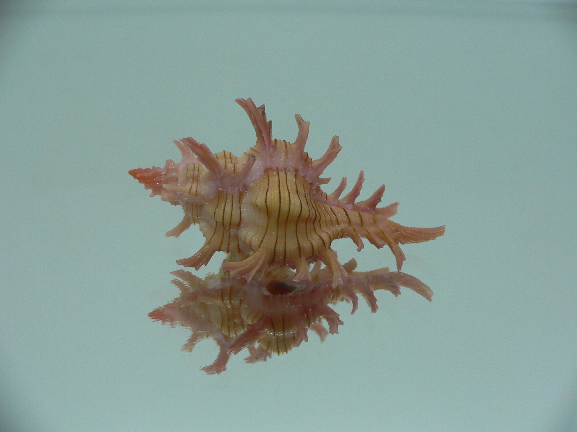 Chicoreus aculeatus COLORS
