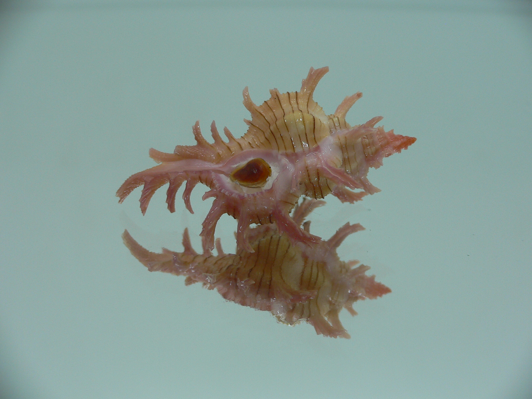 Chicoreus aculeatus COLORS