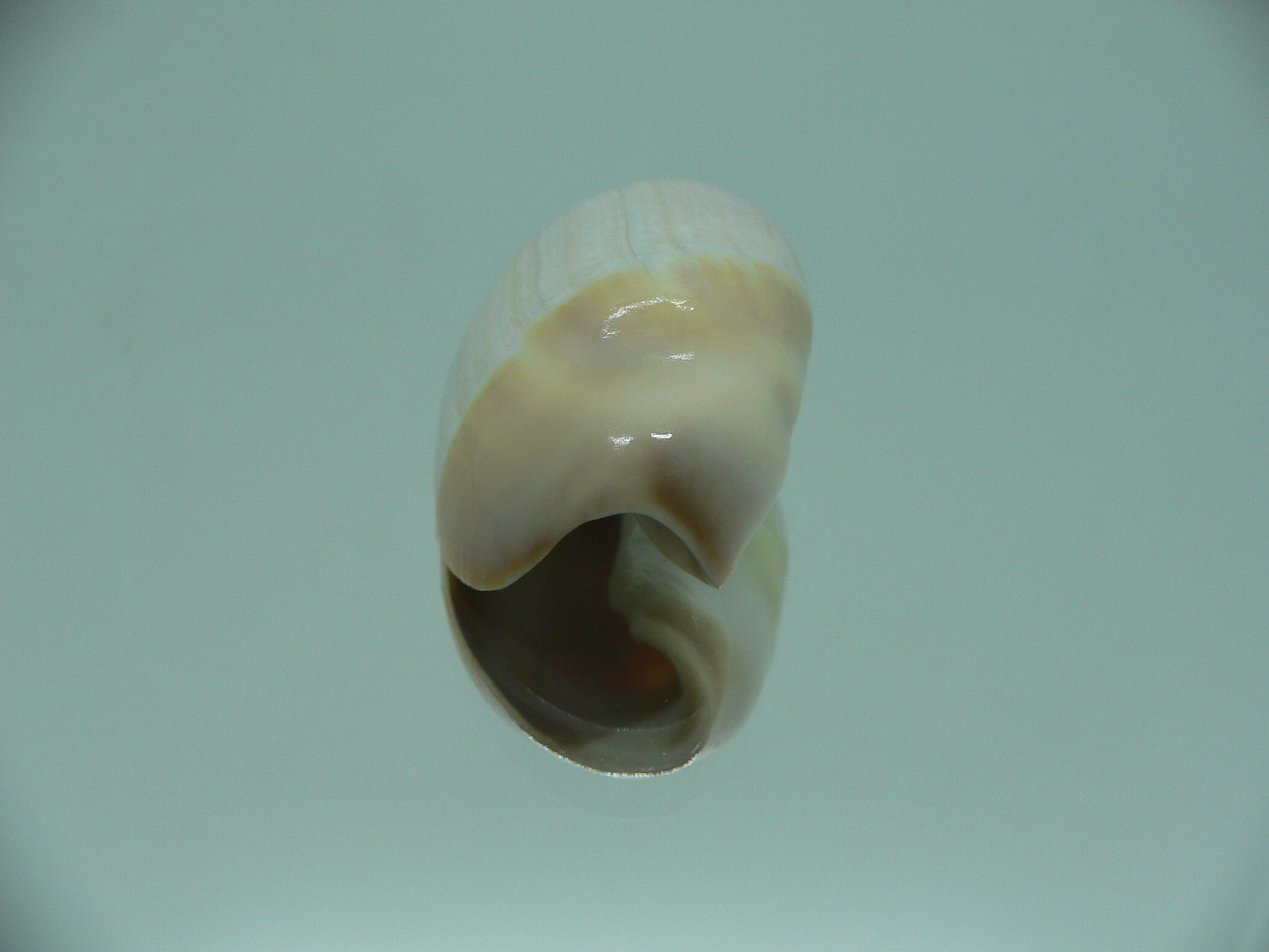 Olivancillaria vesica auricularia RARE