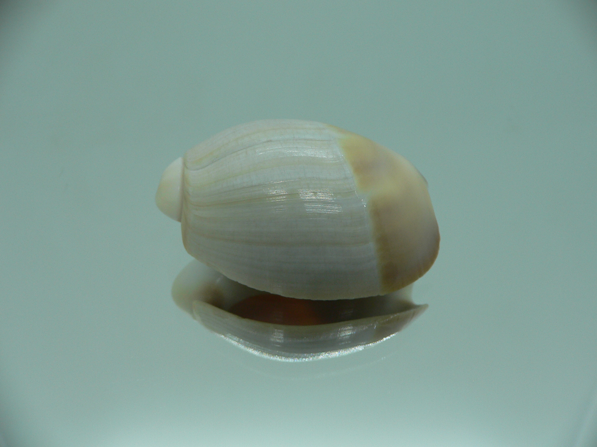 Olivancillaria vesica auricularia RARE