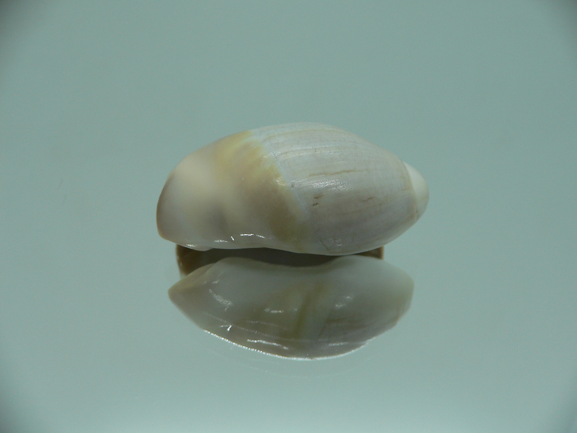 Olivancillaria vesica auricularia RARE