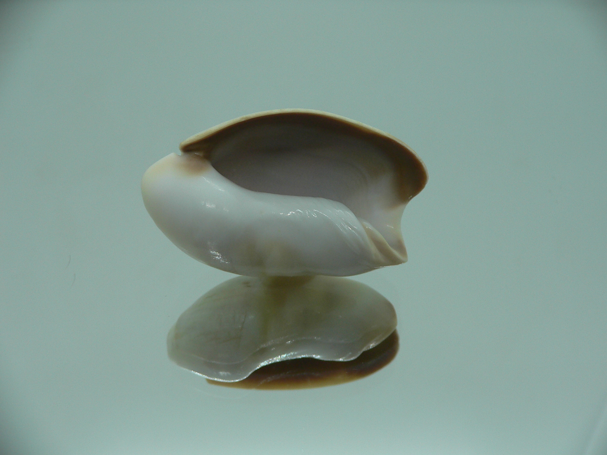 Olivancillaria vesica auricularia RARE