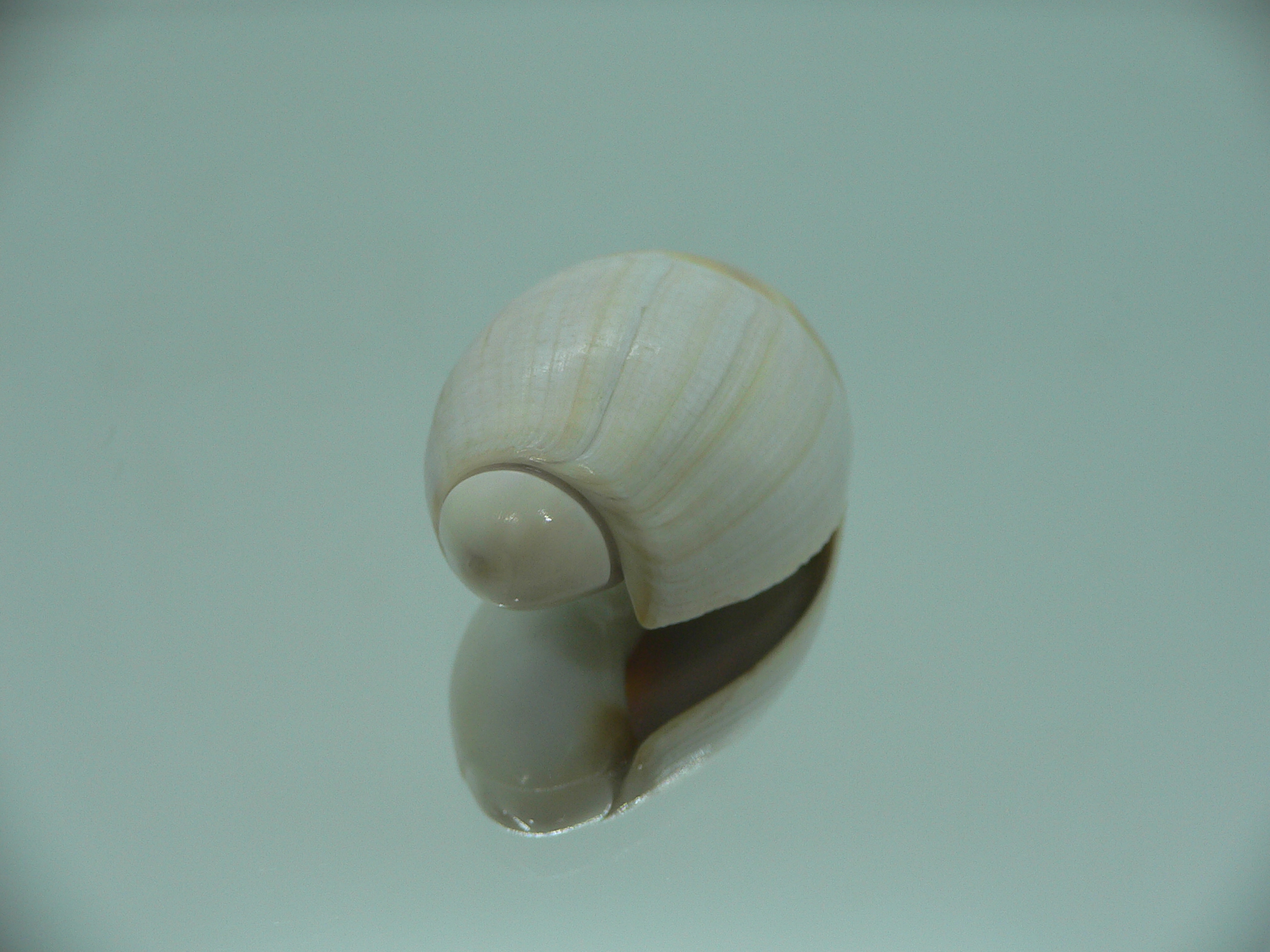 Olivancillaria vesica auricularia RARE