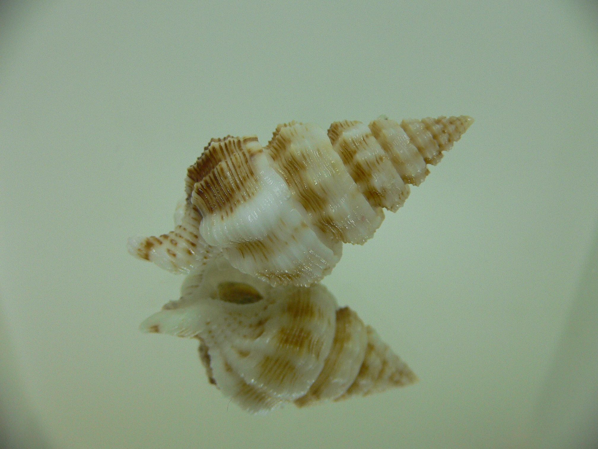 Nassaria gyroscopoides BLONDE GIANT