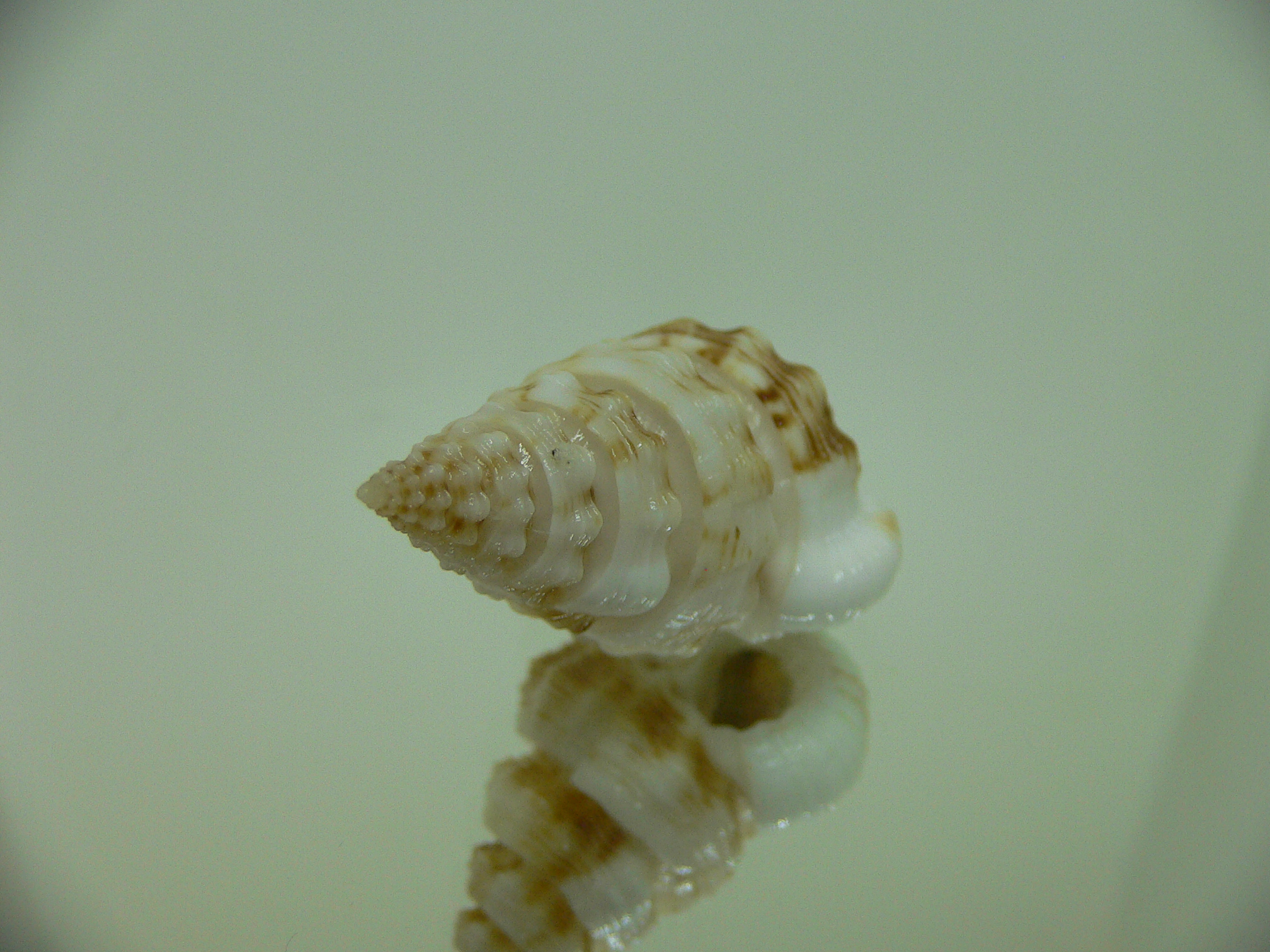 Nassaria gyroscopoides BLONDE GIANT