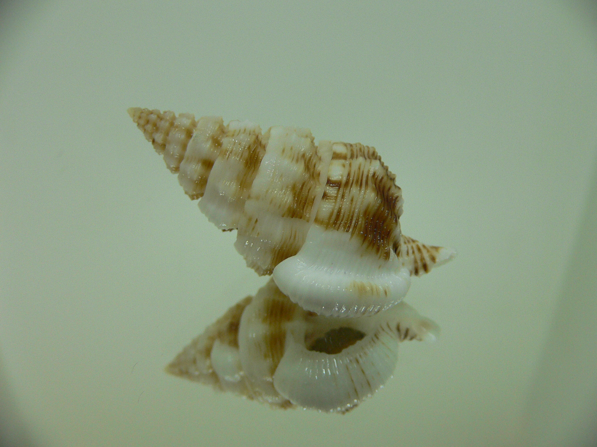 Nassaria gyroscopoides BLONDE GIANT