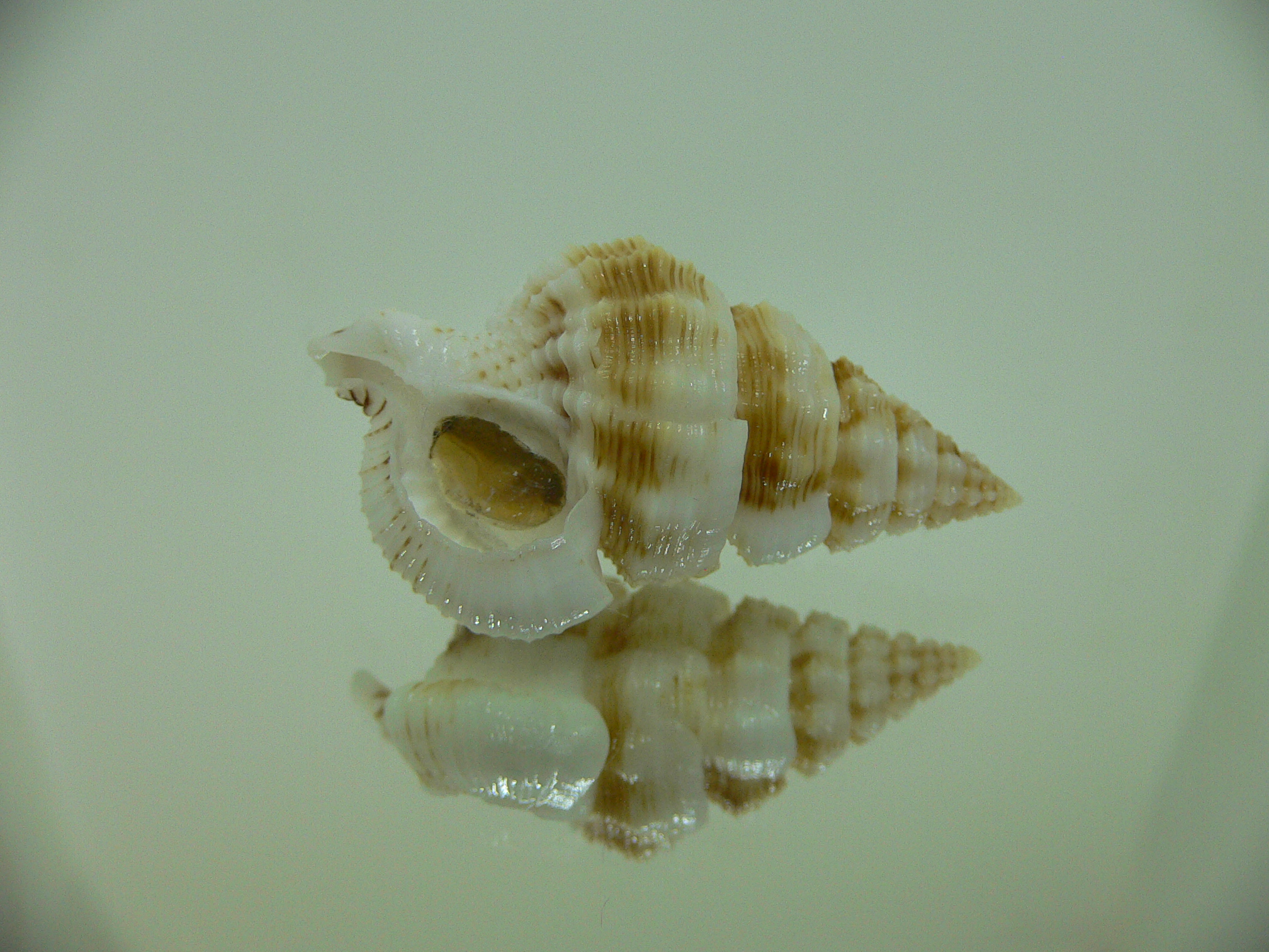 Nassaria gyroscopoides BLONDE GIANT