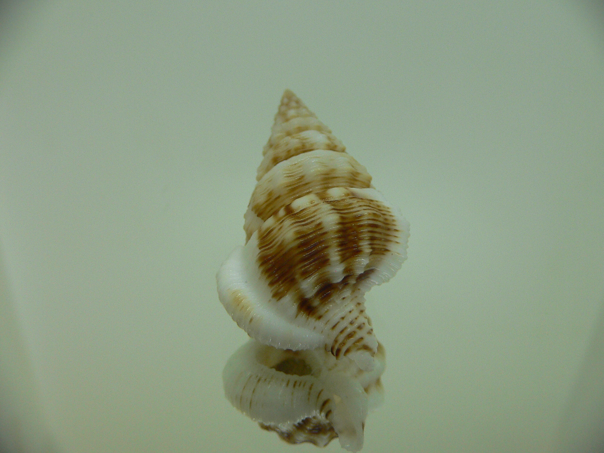 Nassaria gyroscopoides BLONDE GIANT