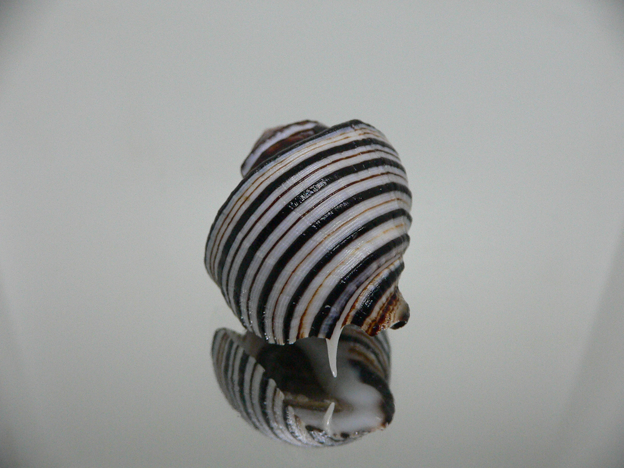 Opeatostoma pseudodon BLACK STRIPES